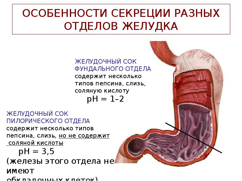 Ферменты желудочного сока наиболее активны. Пищеварение в разных отделах. Утолщение в желудке до 8 мм.