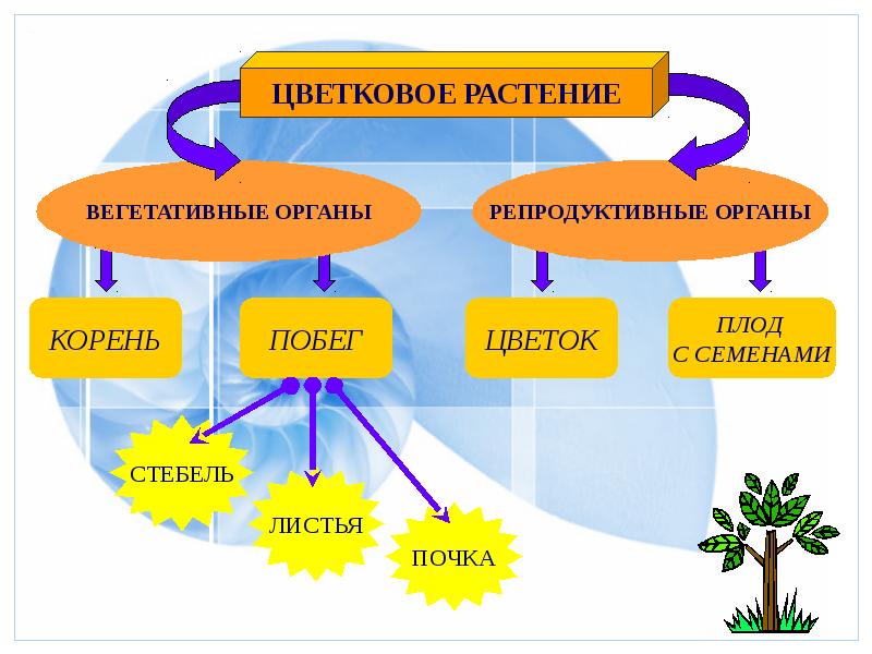 Организм как единое целое 6 класс биология презентация