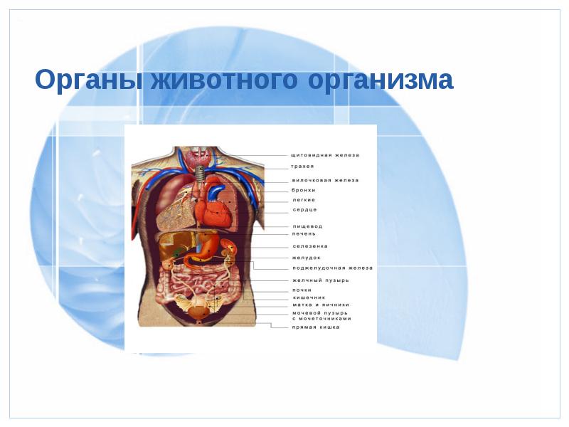 Организм как единое целое 6 класс презентация