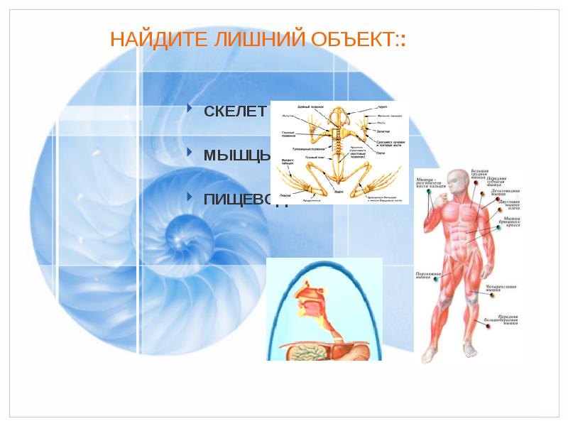 Организм единое целое 10 класс презентация