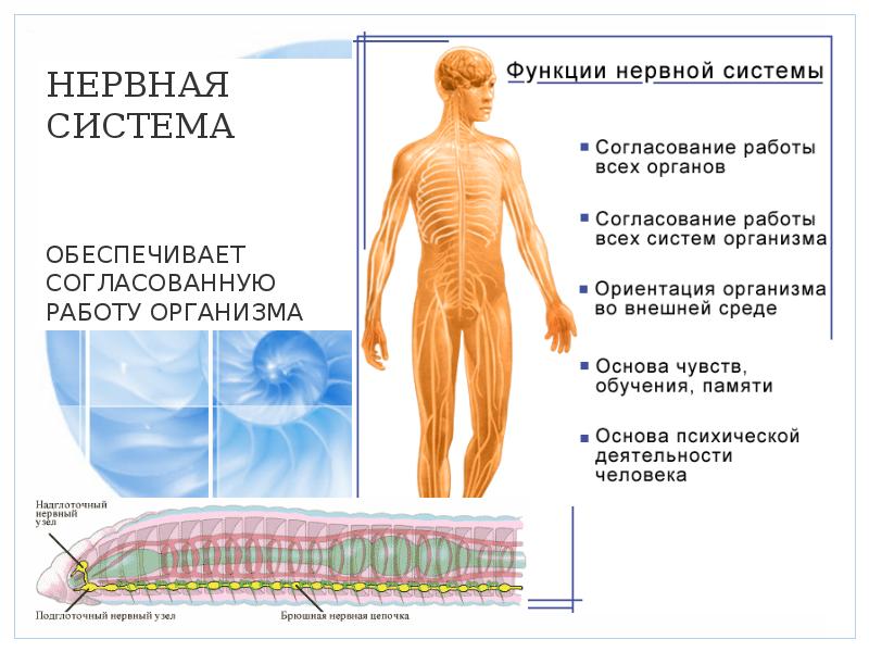 Организм единое целое презентация