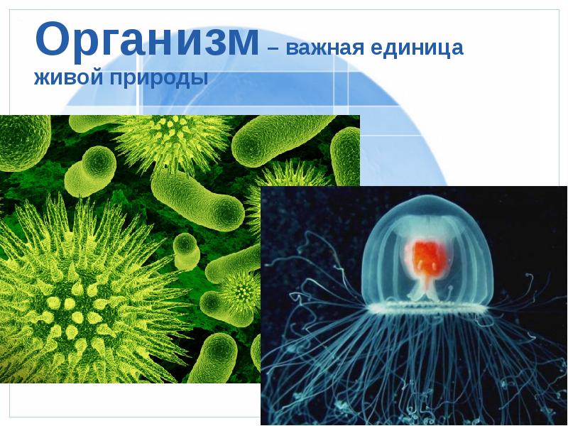 Организм как единое целое 6 класс презентация