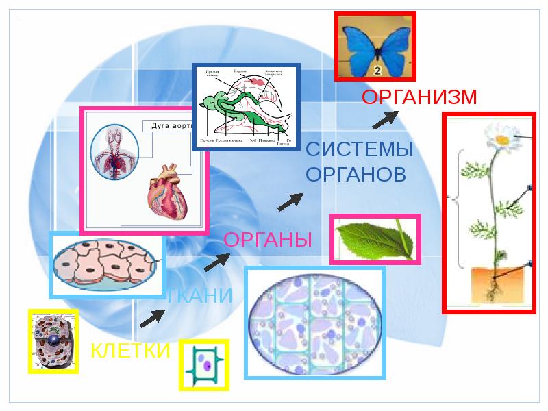 Презентация на тему организм единое целое