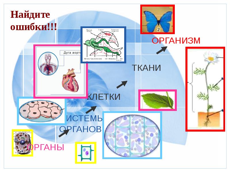 Организм единое целое презентация