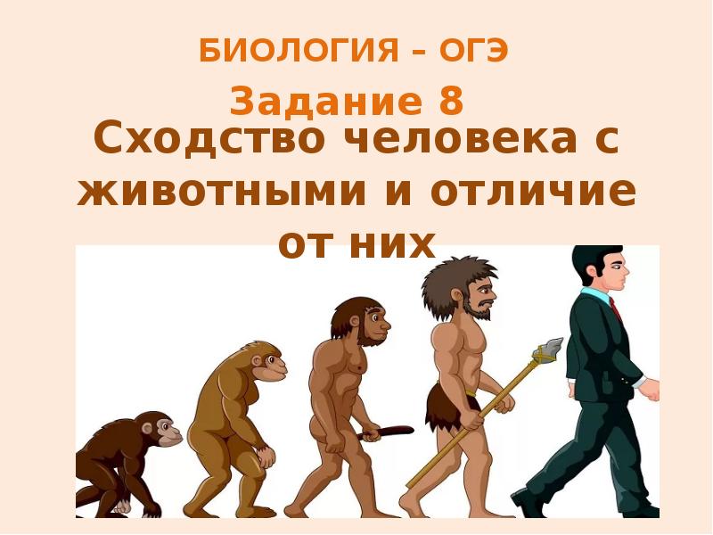 Сходство человека и животного. Сходство человека с животными. Эволюция человека презентация. Сходство человека с животными презентация. Эволюция человека и животных.