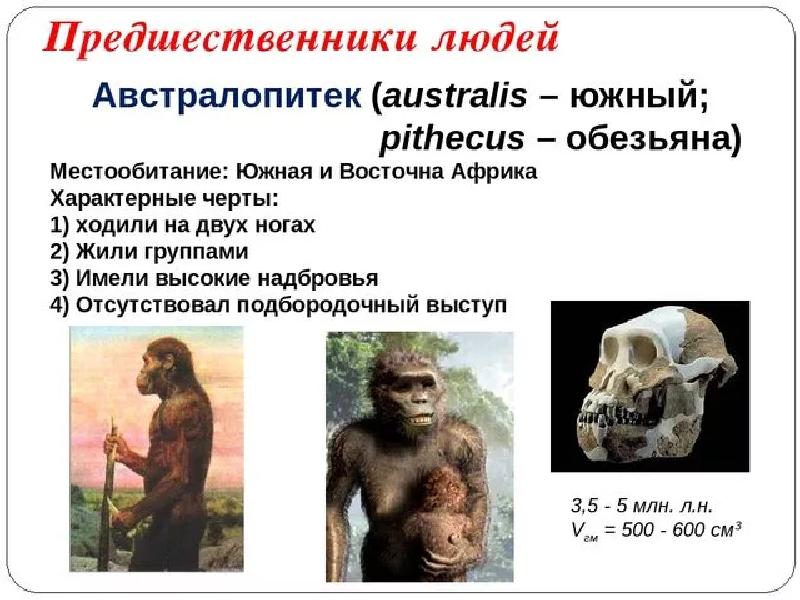 Сходство человека с животными и отличие от них презентация