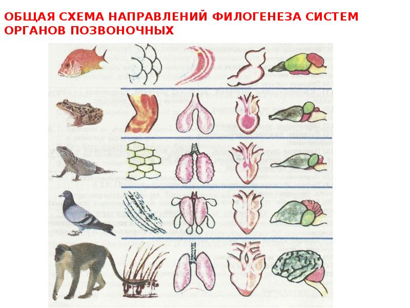 Ароморфоз картинки для презентации