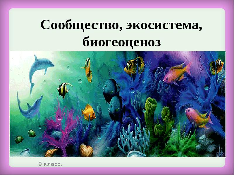 Биогеоценоз экосистемы и биосфера презентация 9 класс