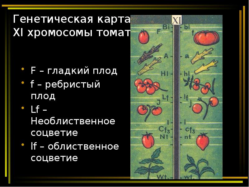 Презентация хромосомная теория наследственности 10 класс биология