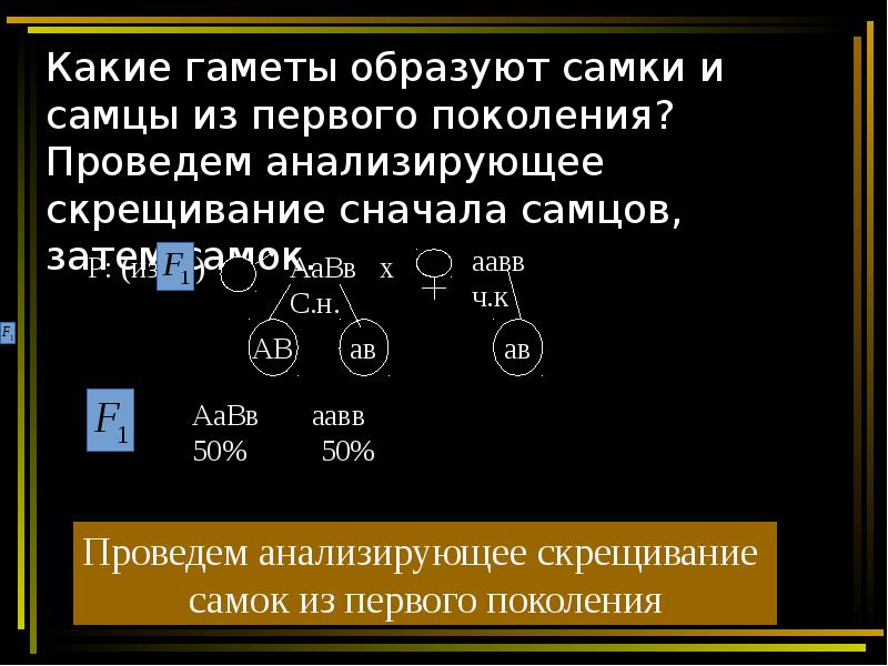 Сколько типов гамет образует потомок от анализирующего