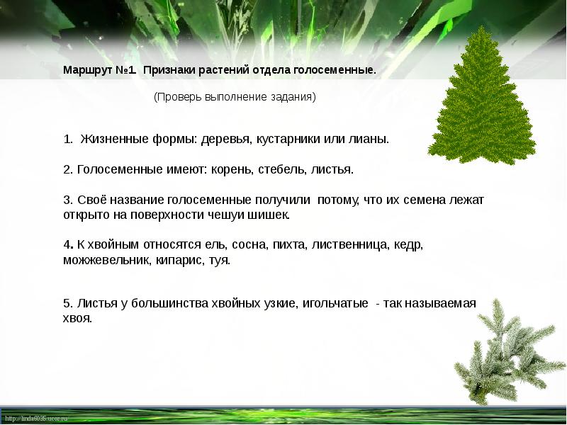 Голосеменные растения 5 класс пасечник презентация