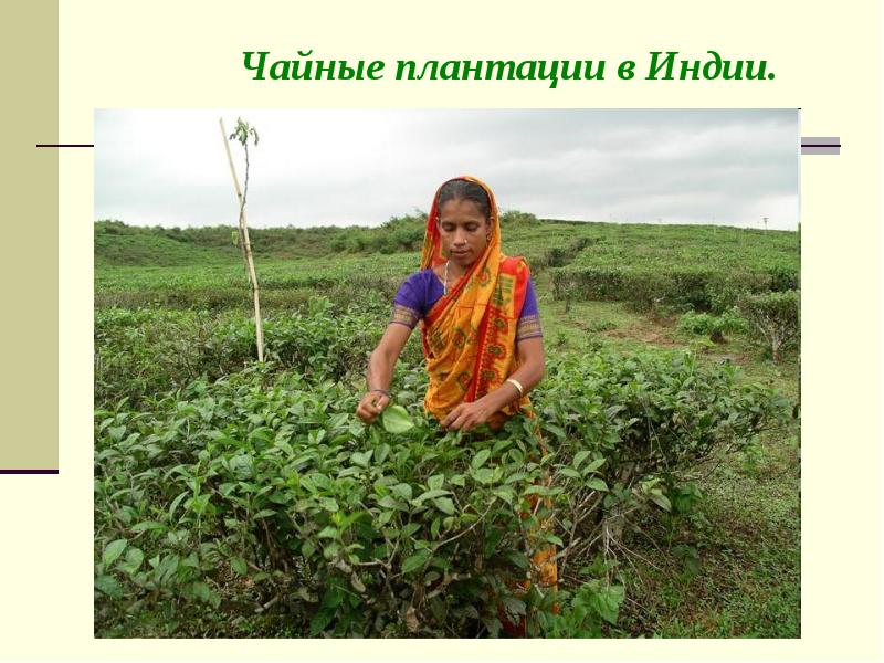 Чайные плантации в Индии. Чайные плантации в Индии.