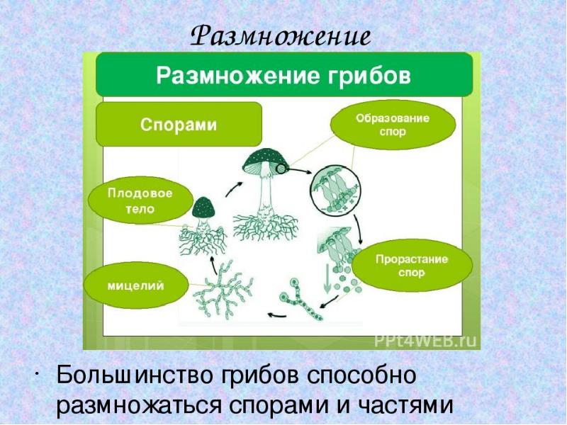 Все грибы способны образовывать плодовые тела. Шляпочные грибы 5 класс биология презентация. Грибы 5 класс биология окончание ИК.