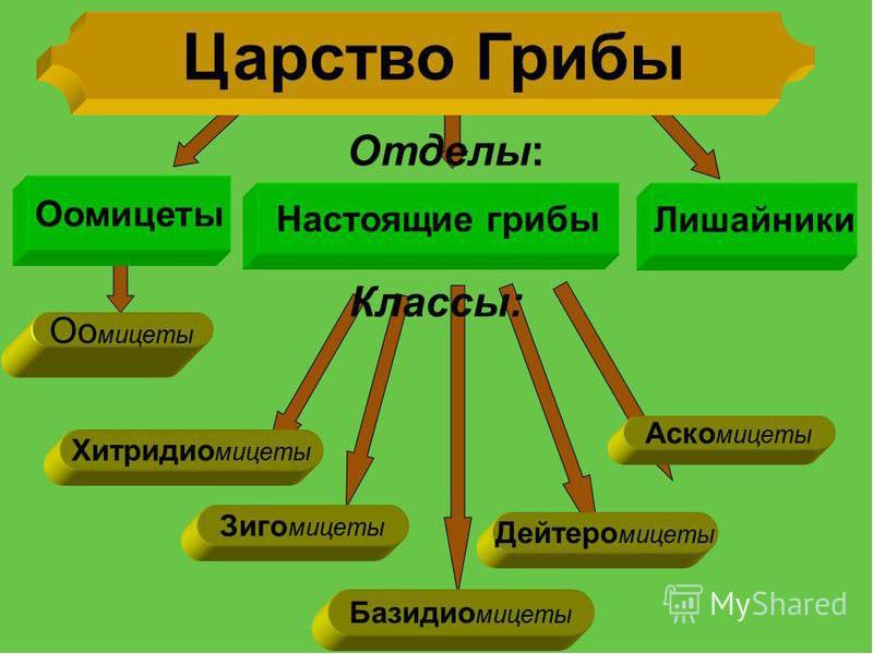 Все грибы образуют плодовые. Классификация грибов. Отделы грибов. Все отделы грибов в биологии. Составить схему классификация грибов совершенные и несовершенные.