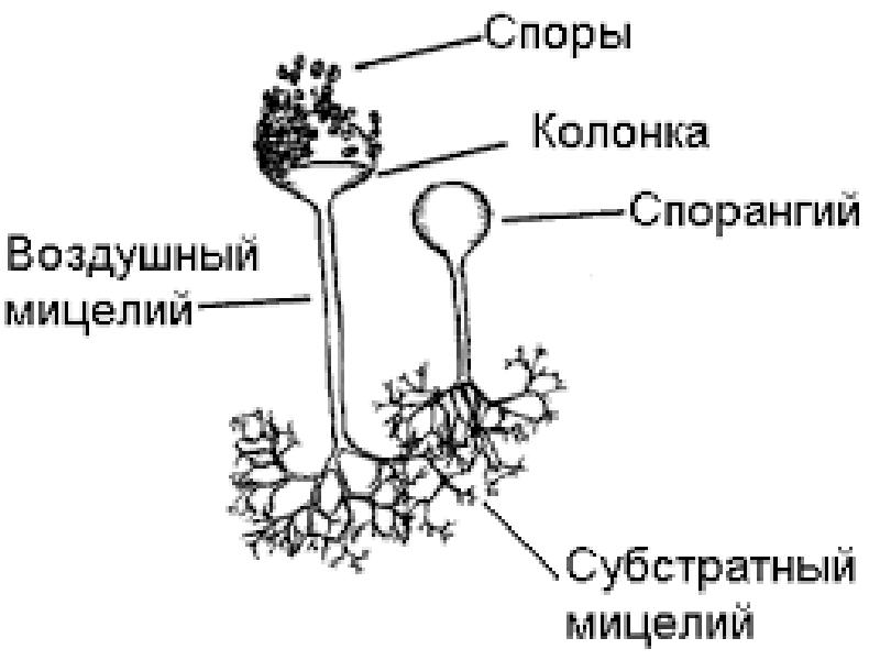 Строение гриба мукора рисунок