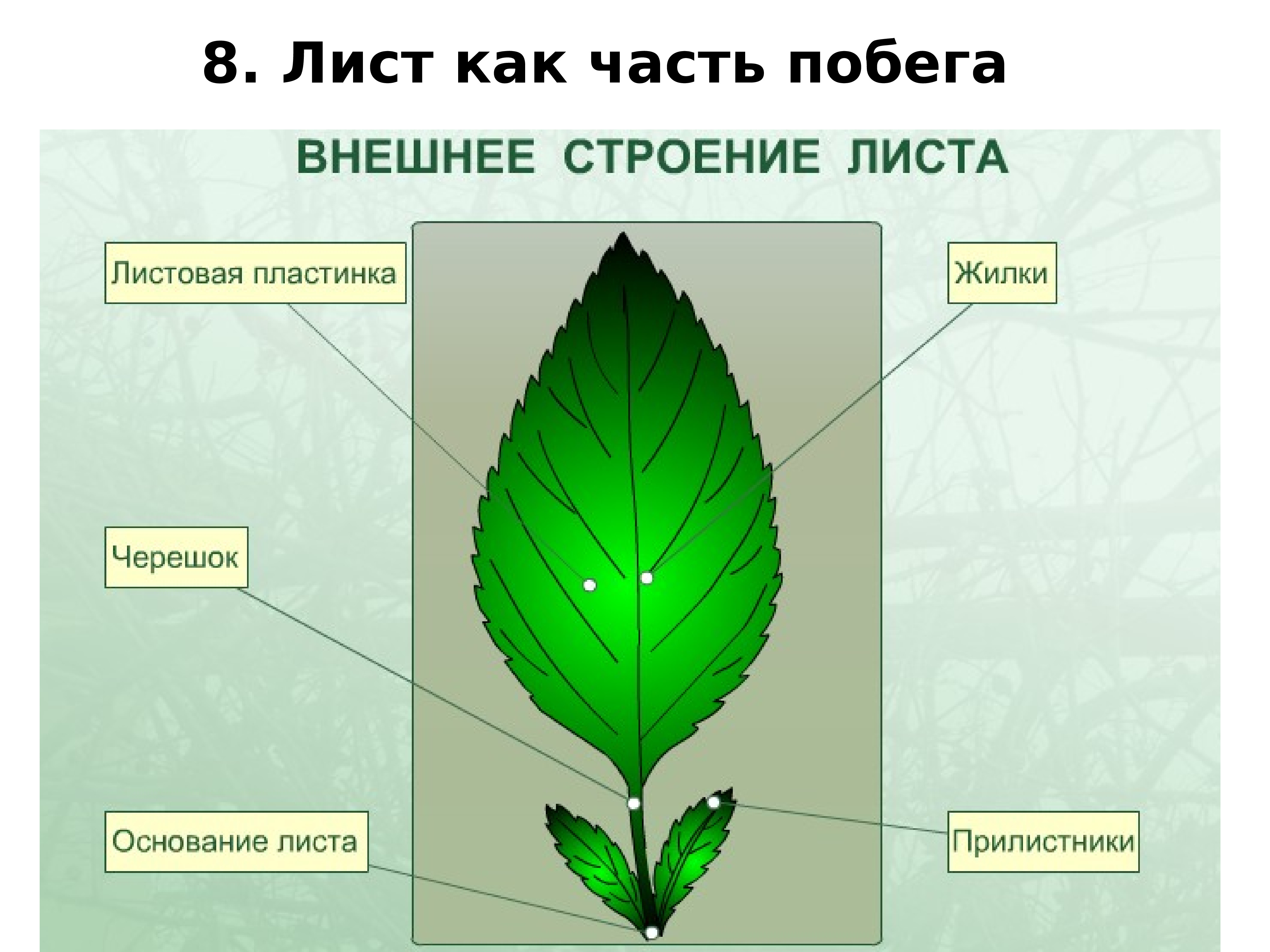 Листья находятся. Строение и структура листа биология 6 класс. Лист ботаника строение. Побег, лист, внутреннее строение листа.. Строение черешка листа.