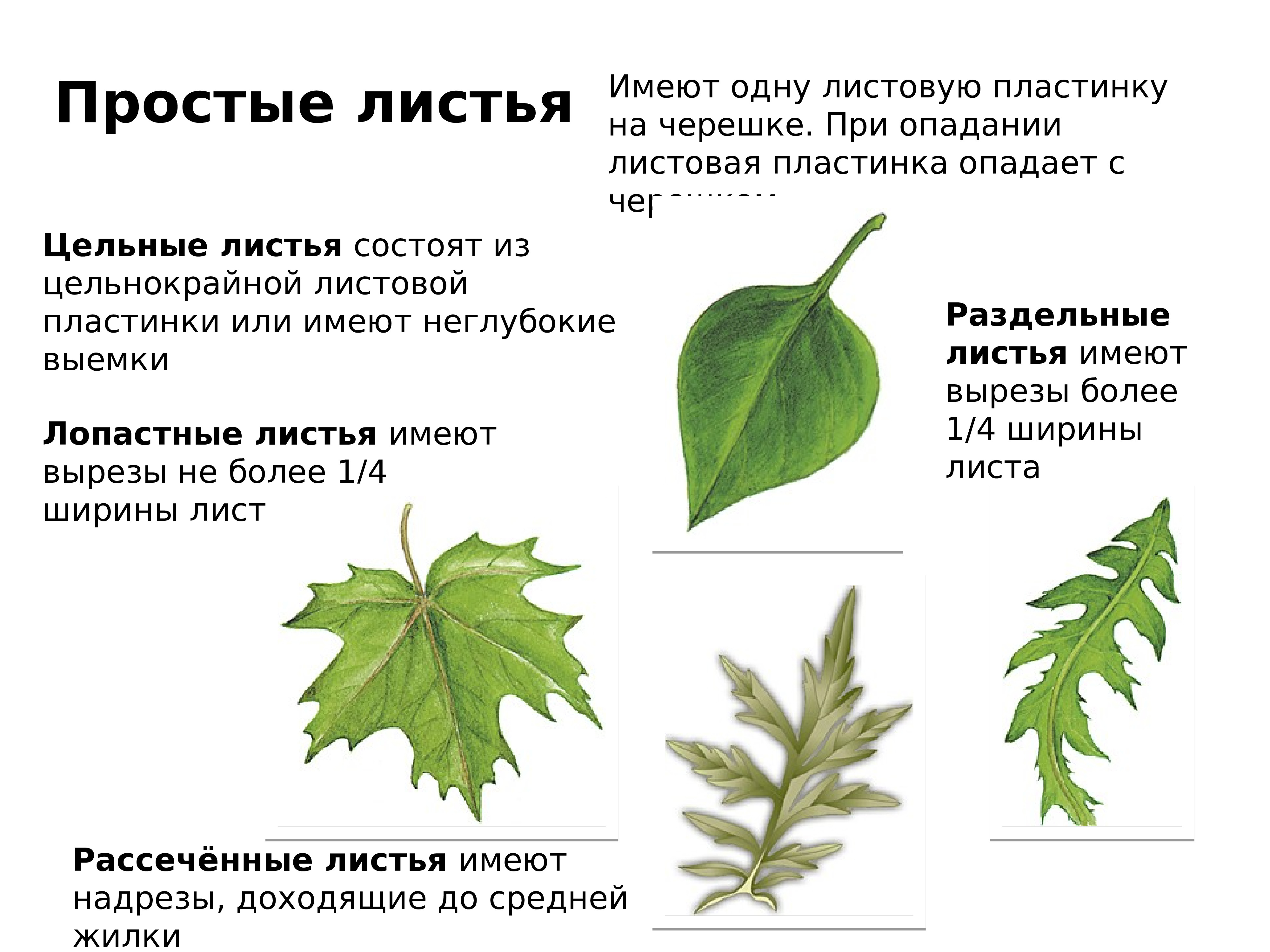 Чем отличается лист от других растений. Листья цельные, цельнокрайние. Простой лист имеет черешок. Черешок и листовая пластинка. Простые листья имеют.