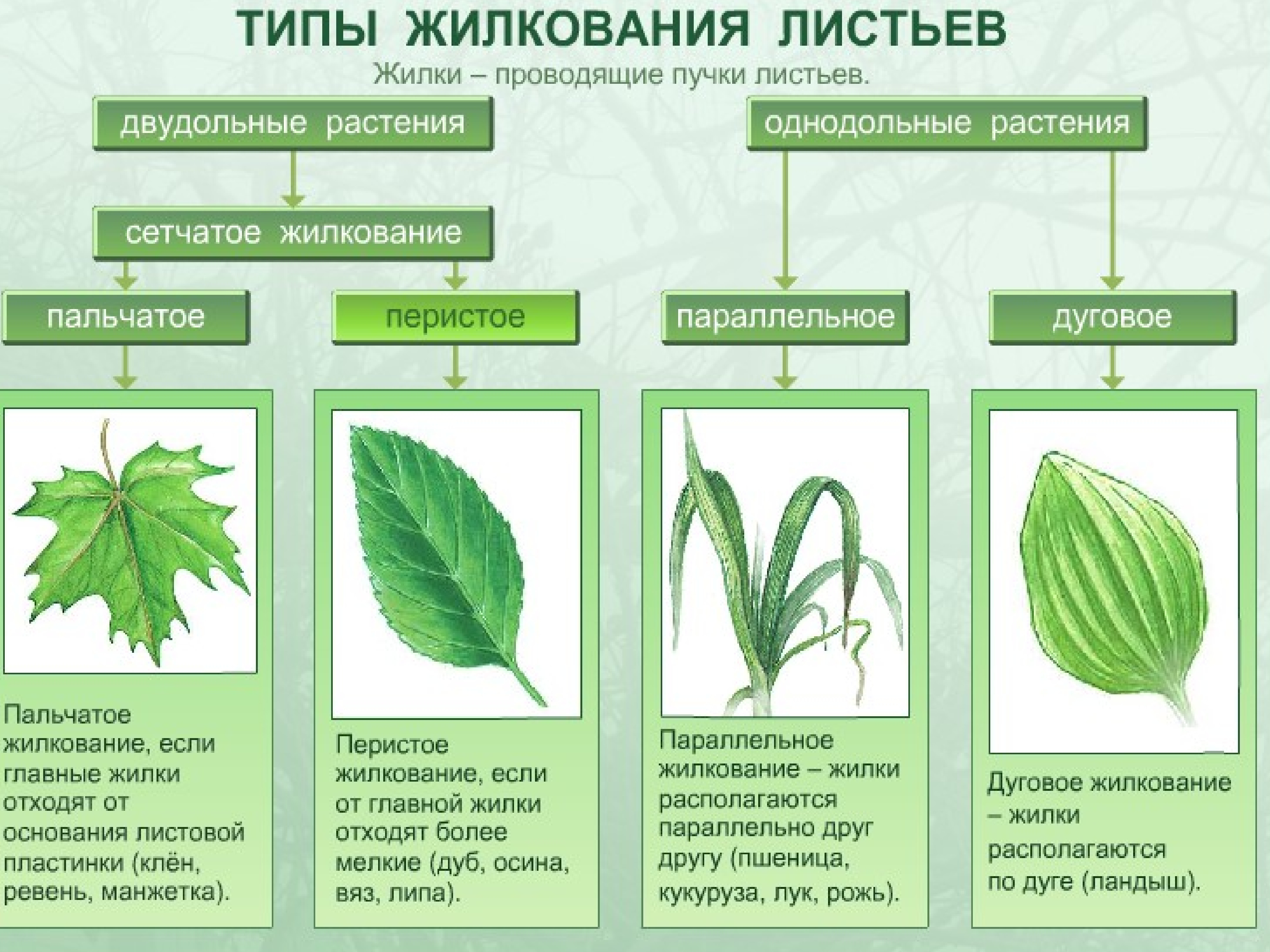 Рассмотри рисунок выбери из списка 3 признака характерных для изображенного растения параллельное