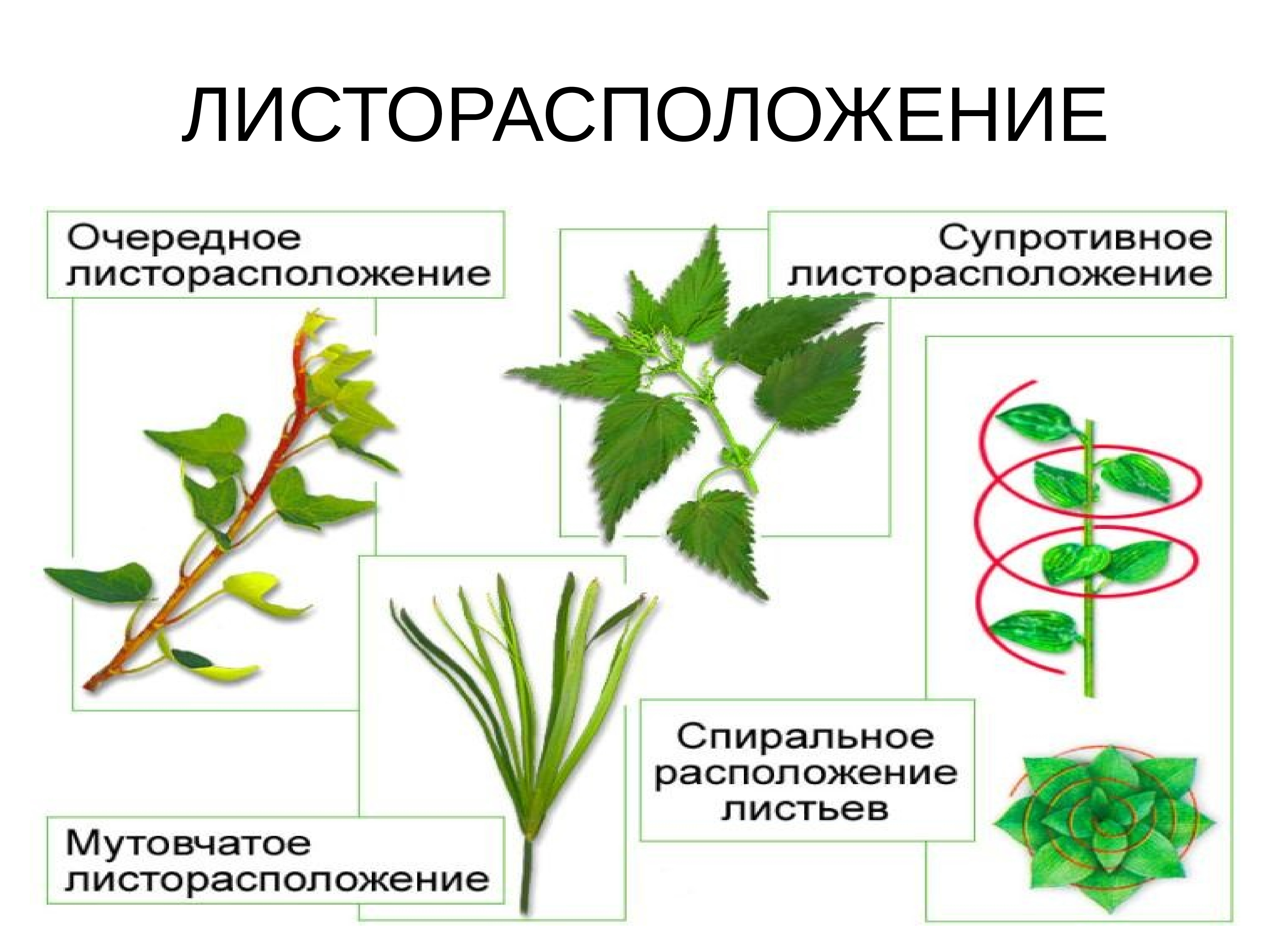 Местоположения растений. Очередное супротивное мутовчатое листорасположение. Каланхоэ листорасположение. Лист каштана листорасположение.
