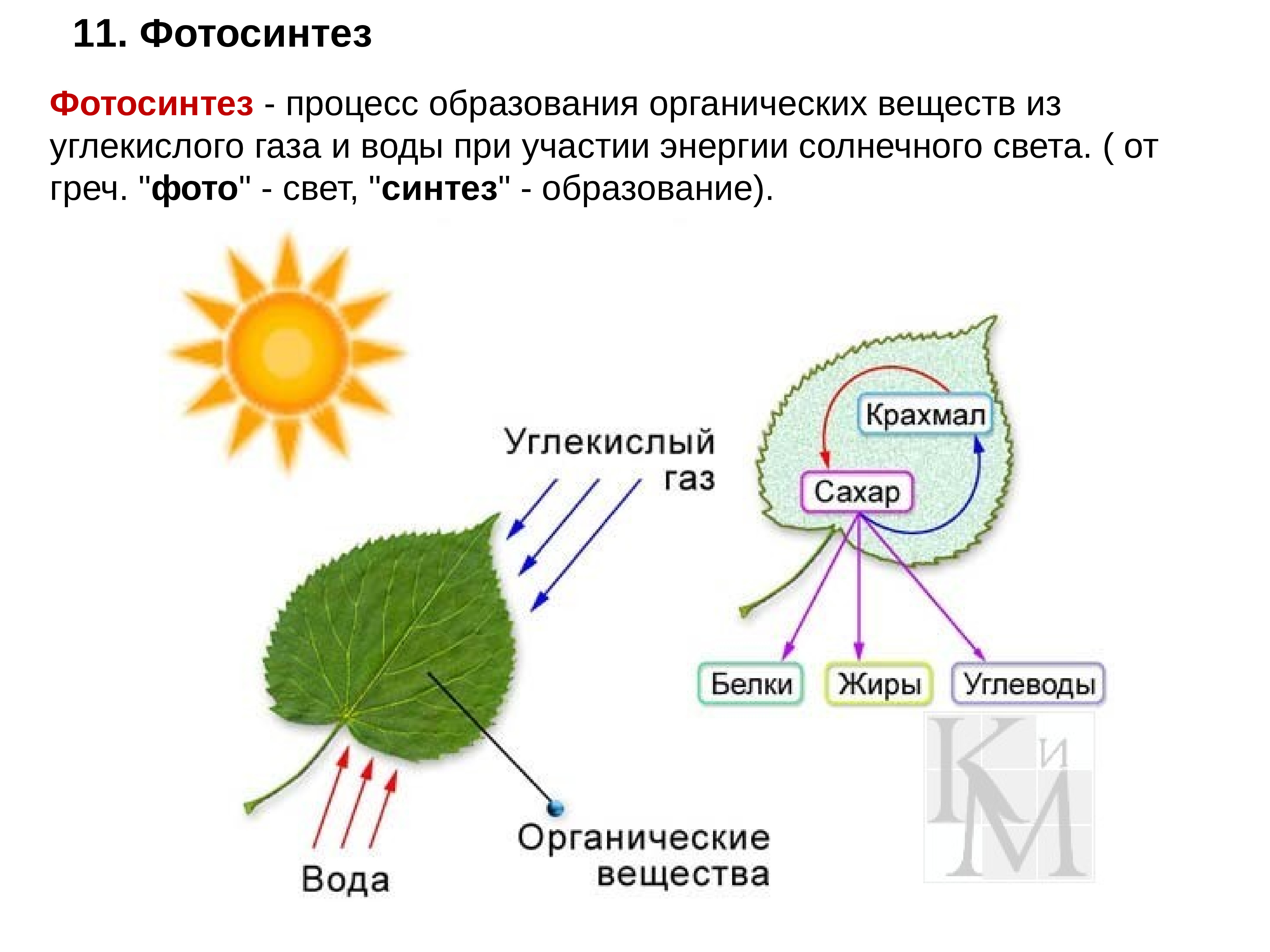 При фотосинтезе образуются ответ. Схема фотосинтеза у растений. Фотосинтез листа схема. Схема реакции фотосинтеза. Схема фотосинтеза биология.
