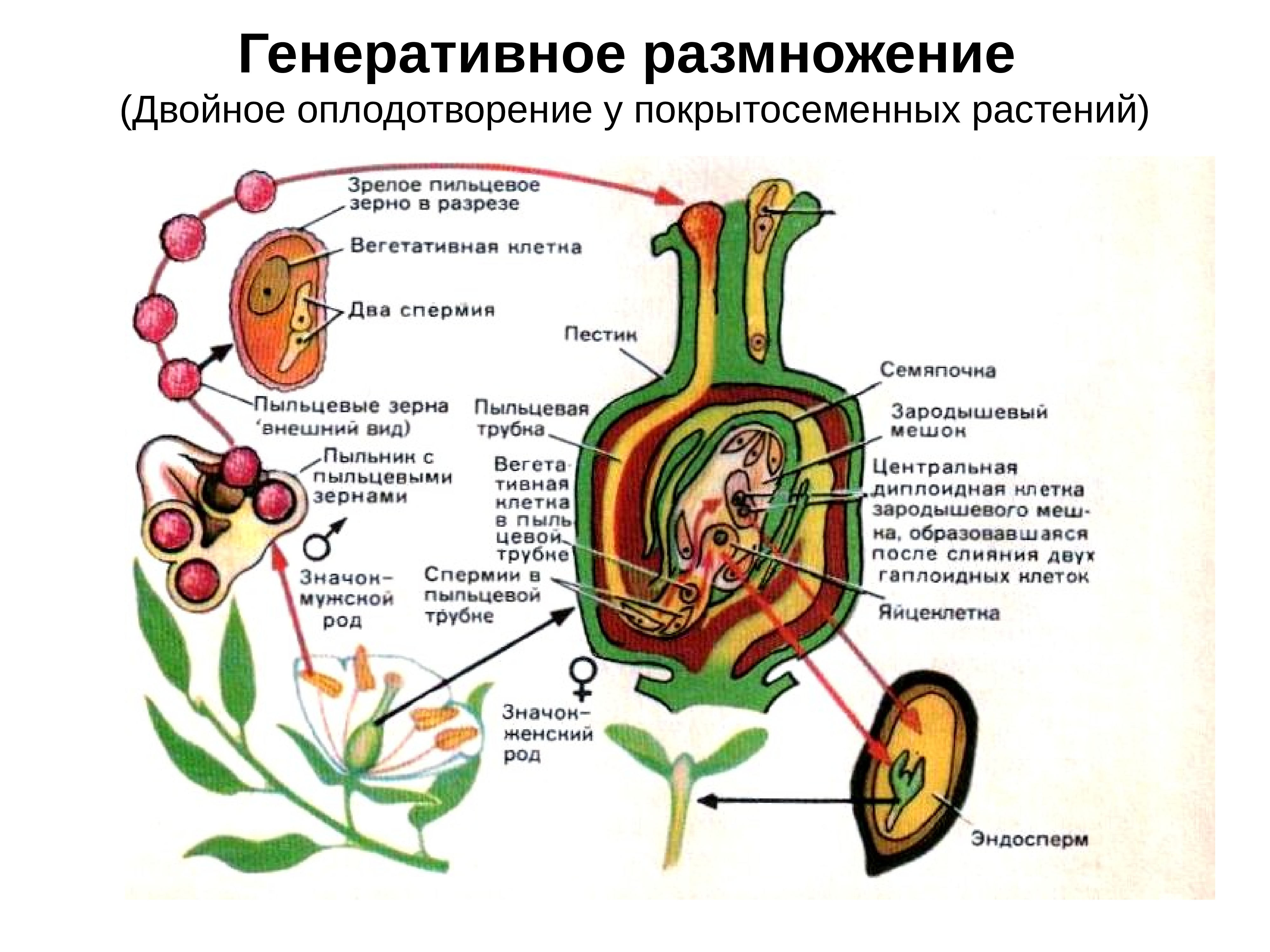 Схема двойного оплодотворения у покрытосеменных растений