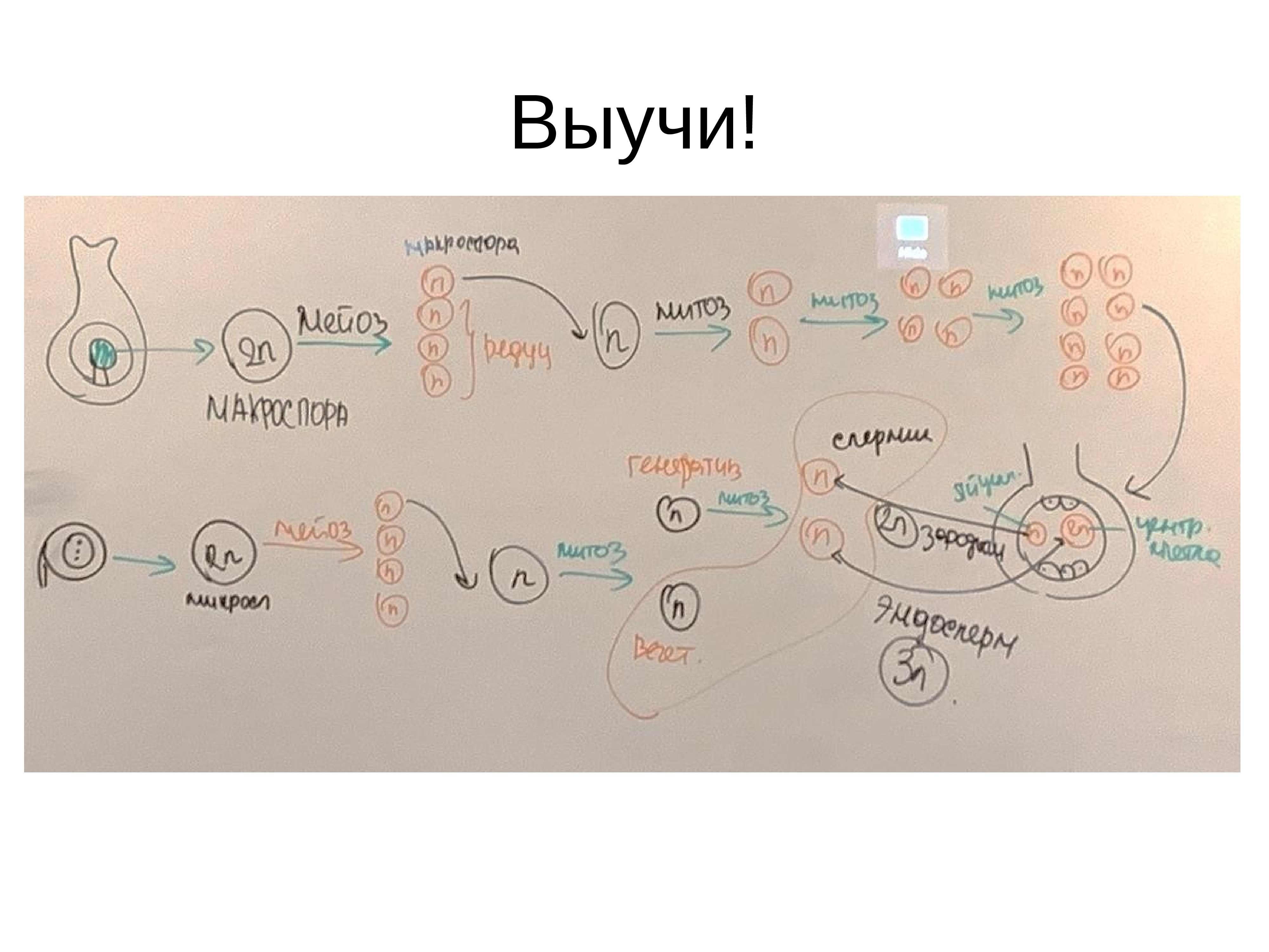 Игра по ботанике 6 класс презентация