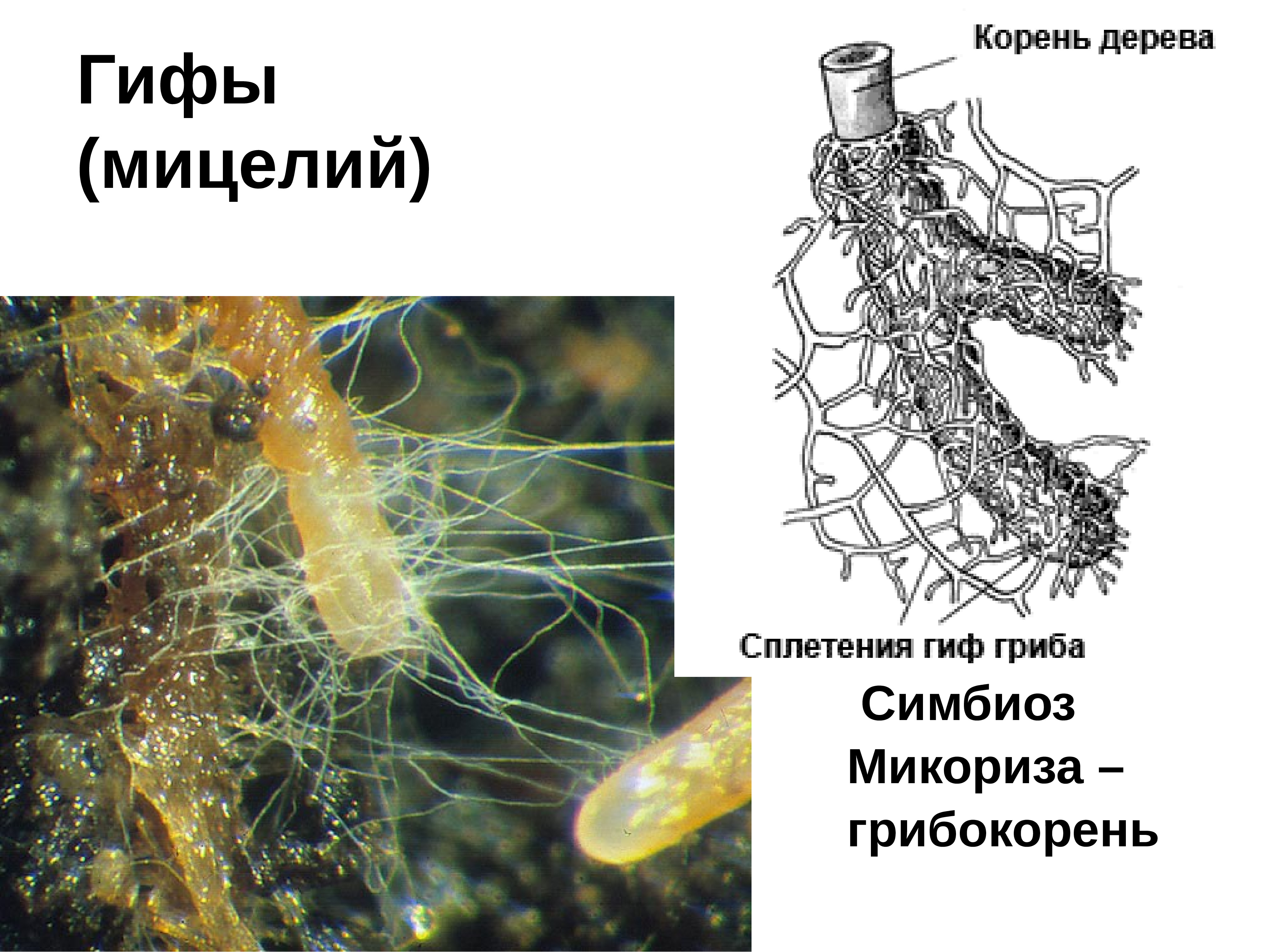 Мицелий гифы гриба. Грибница/мицелий микориза что это?. Мицелии грибокорень. Микориза грибокорень. Мицелий это в биологии.