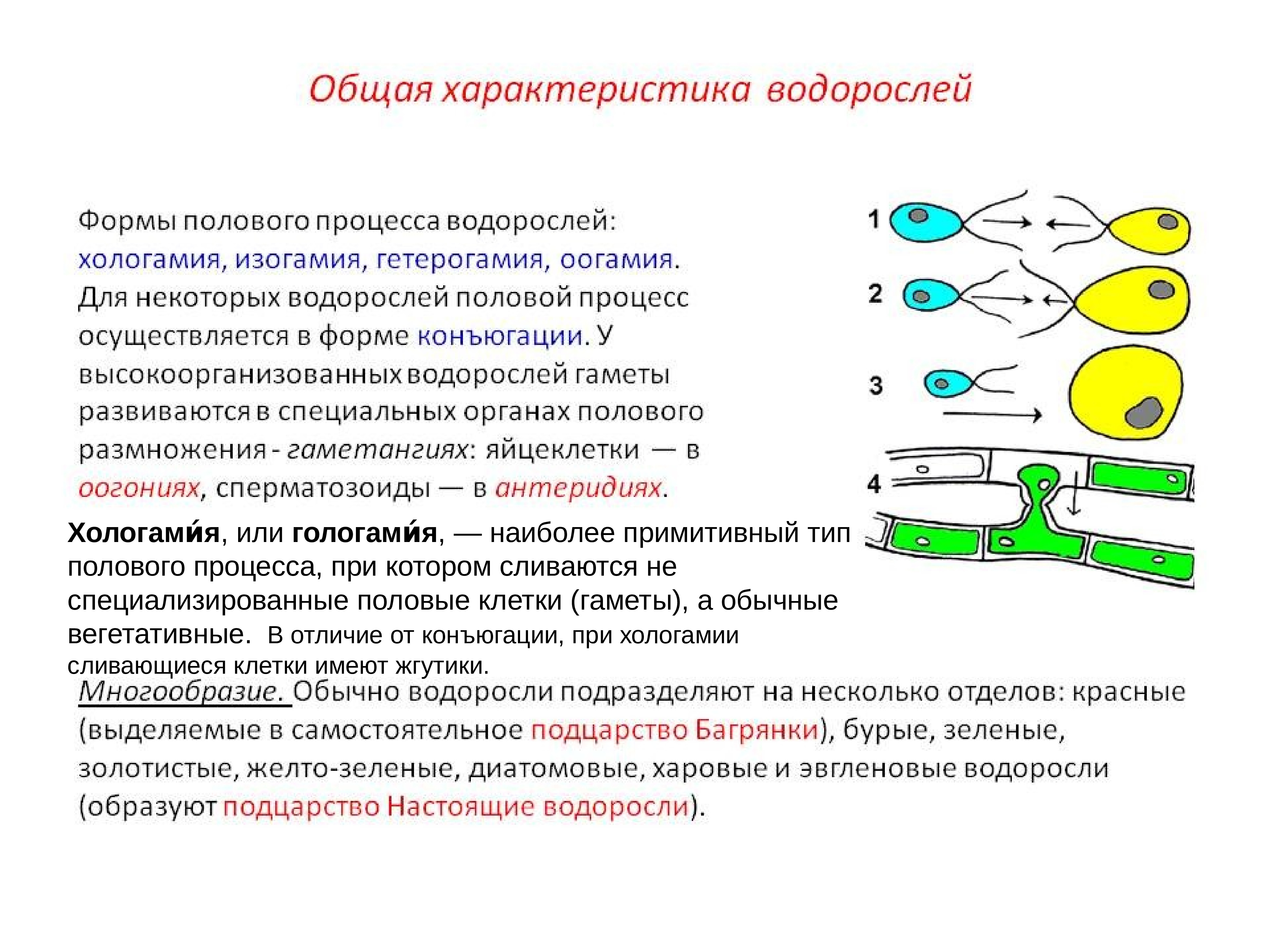 Изогамия. Оогамия характеристика. Половое размножение изогамия гетерогамия. Хологамия изогамия гетерогамия оогамия конъюгация. Типы полового процесса изогамия.