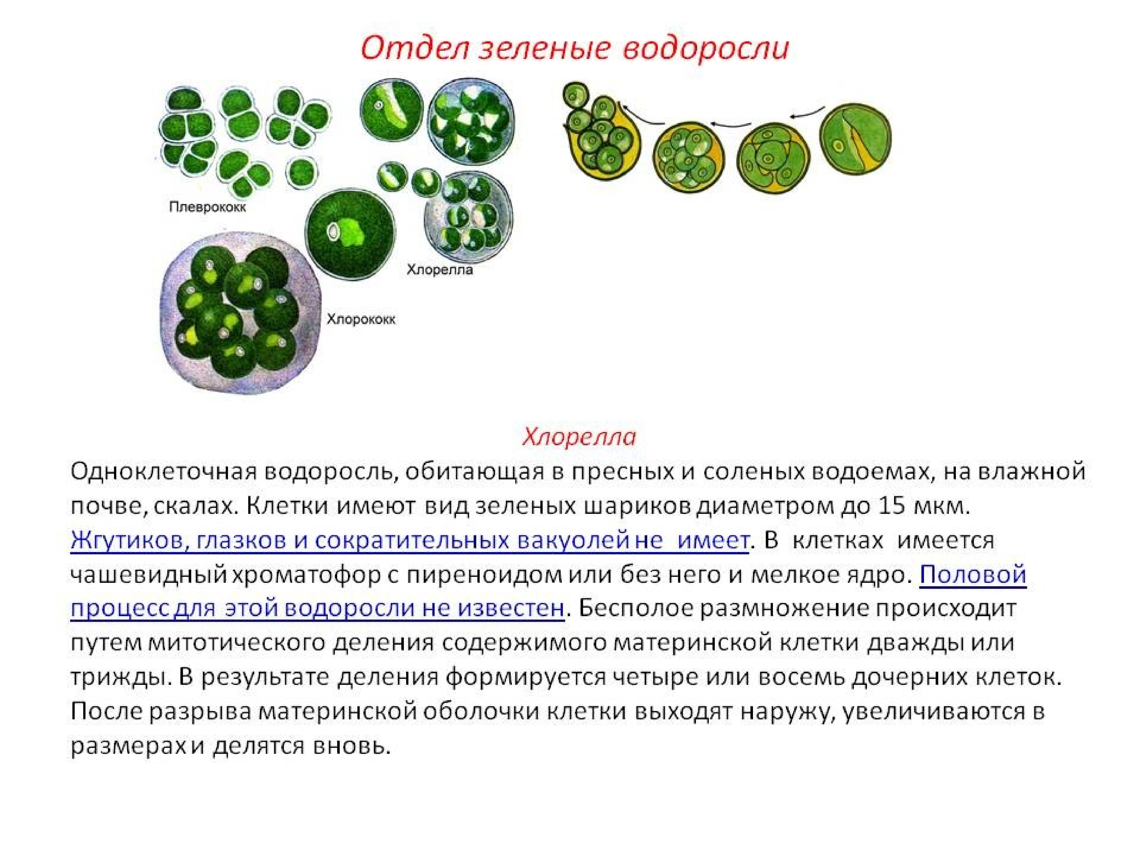 Форма одноклеточных водорослей. Зеленые водоросли хлорелла. Одноклеточные растения хлорелла. Одноклеточная водоросль хлорелла. Зеленые водоросли хлореллы строение.