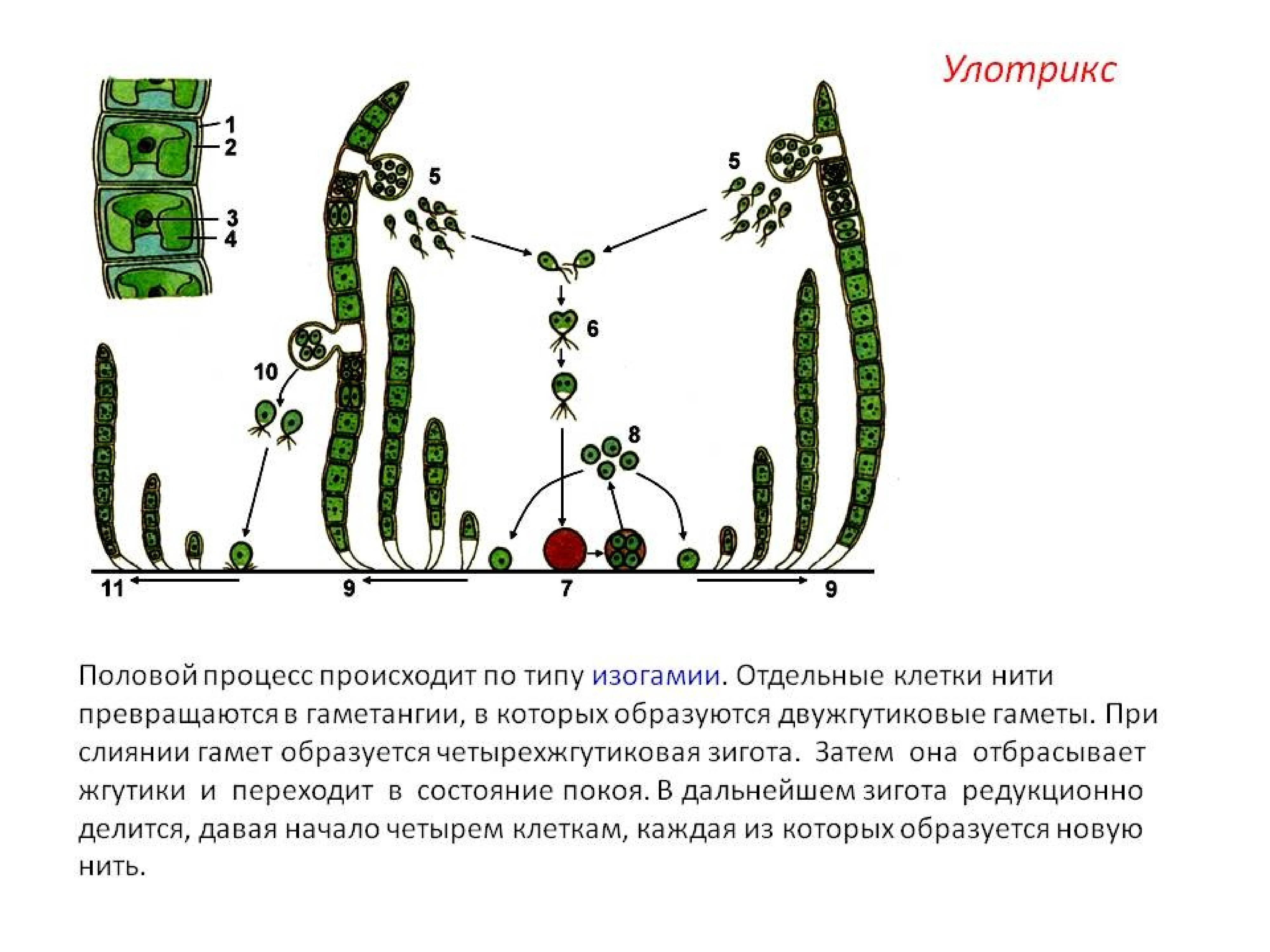 Схема размножения улотрикса 6 класс