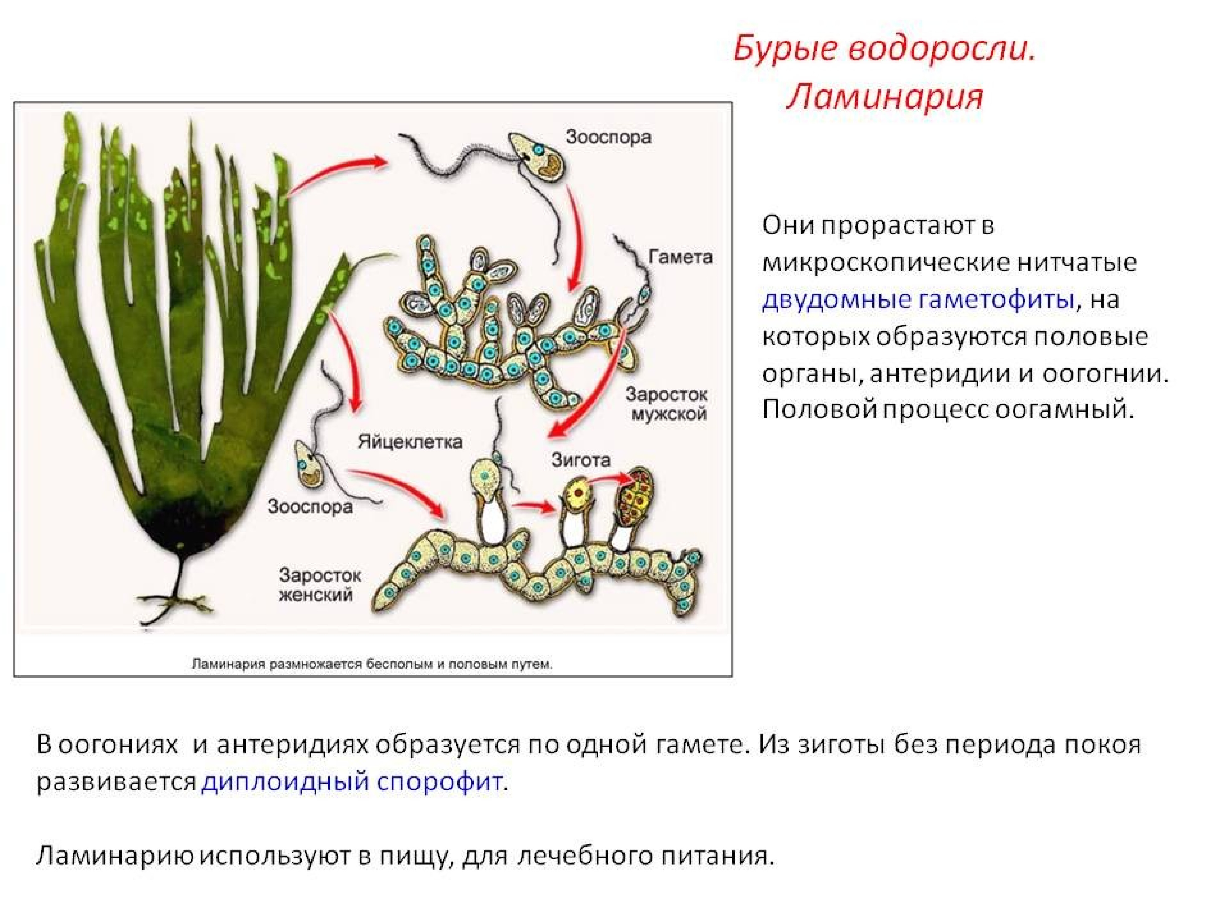 Чем представлен гаметофит у водорослей. Цикл размножения бурых водорослей. Размножение бурых водорослей жизненный цикл. Процесс размножения бурых водорослей. Цикл развития бурых водорослей схема.