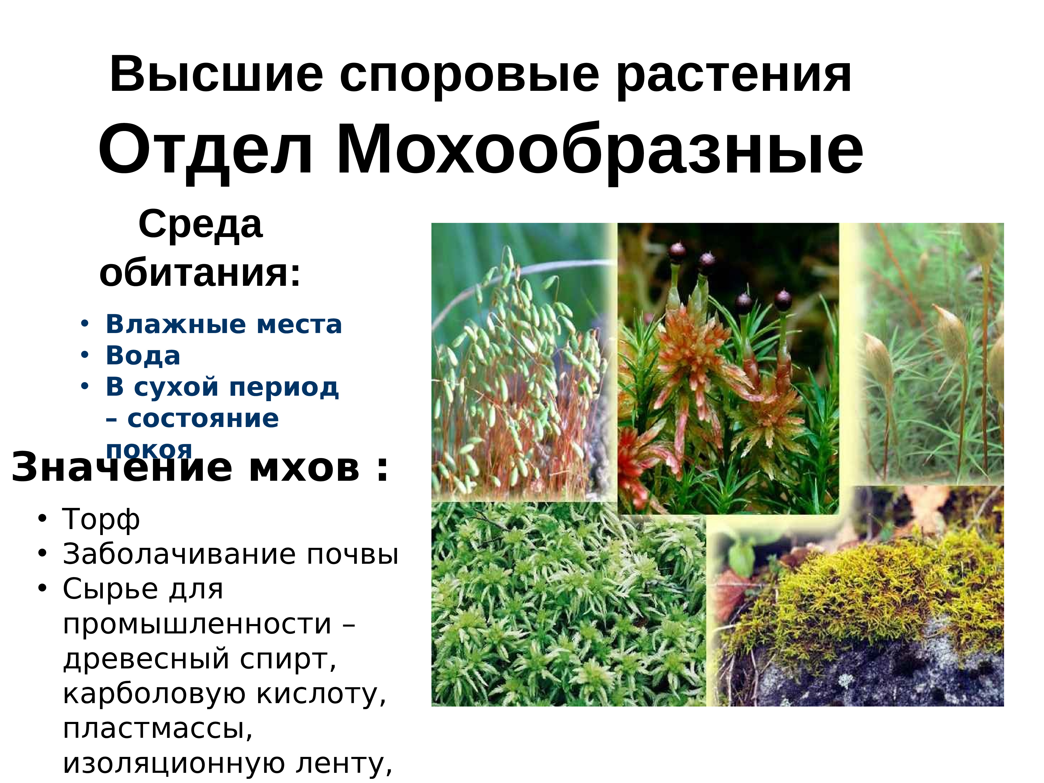 Высшие растения примеры названия. Высшие споровые растения. Мхи хвощи папоротники. Высшие споровые растения это в биологии. Высшиесплровые растения.
