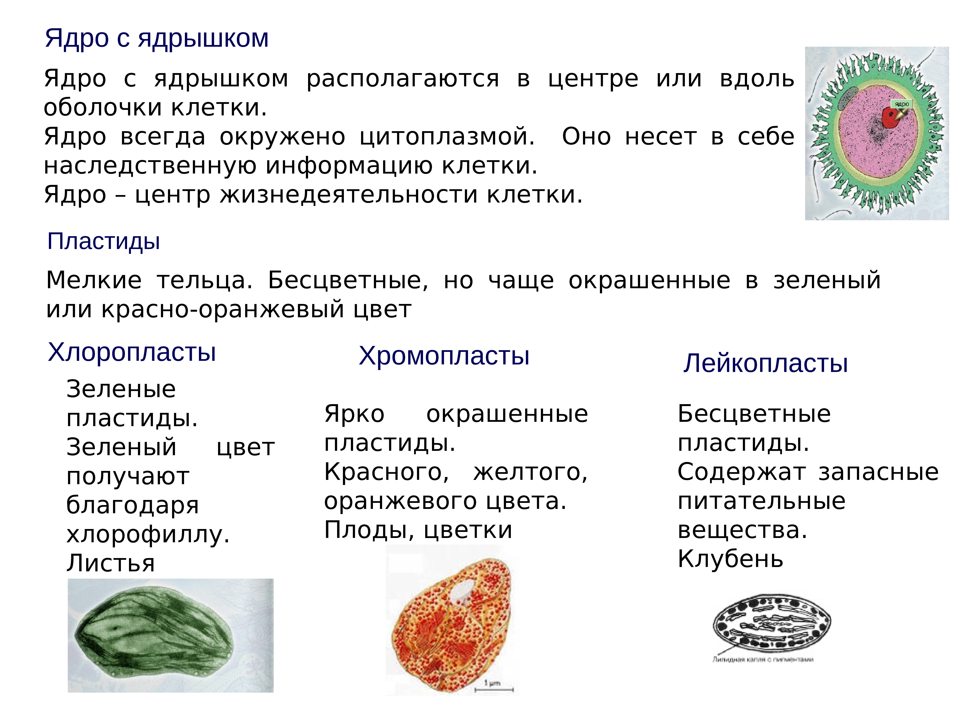 Своя игра по ботанике 6 класс презентация - 94 фото