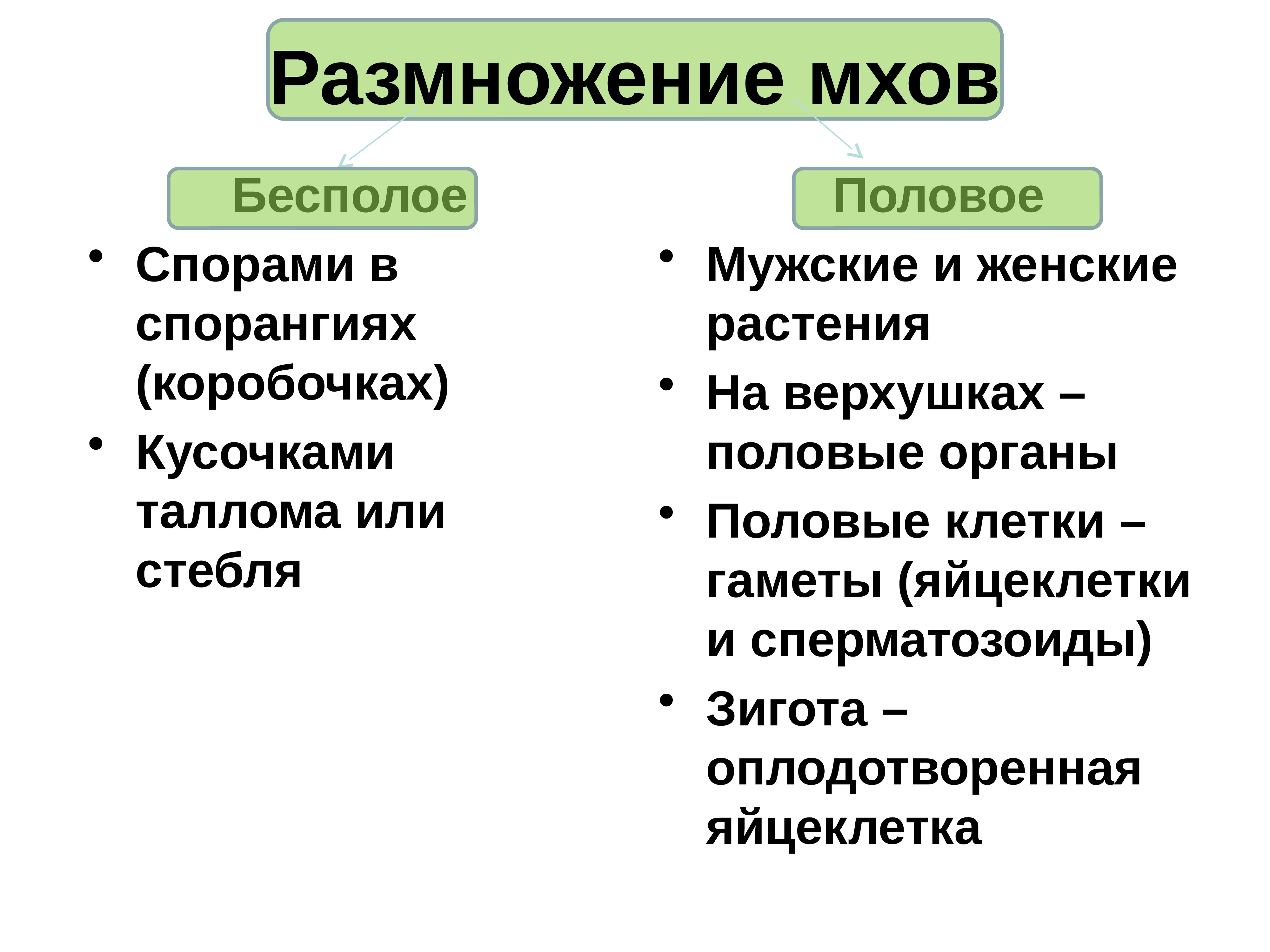 Бесполое размножение мхов схема