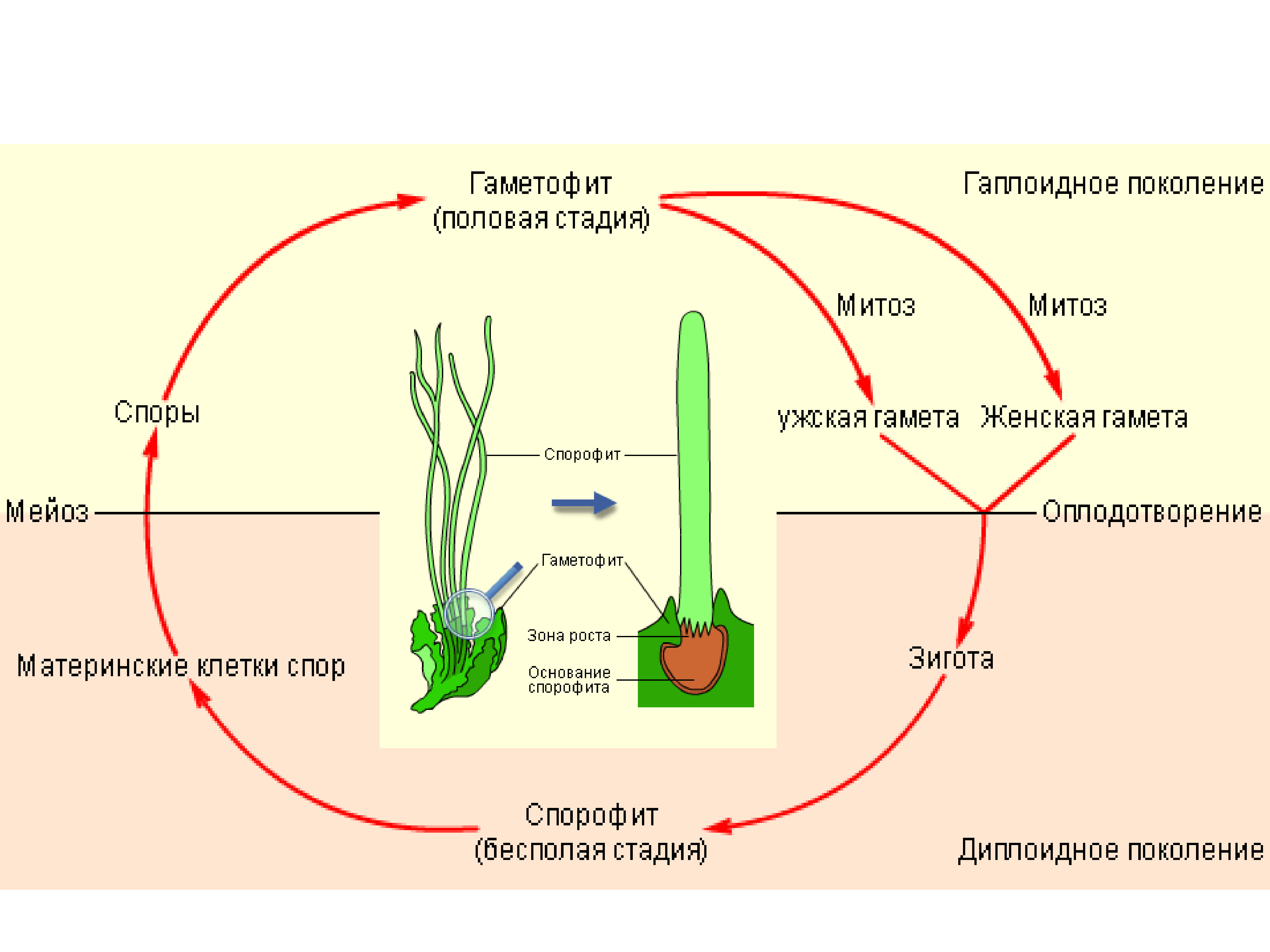 У какой водоросли преобладает спорофит. Размножение гаметофит. Гаметофит половое поколение. Спорофит это в биологии 6 класс. Гаметофит и спорофит.