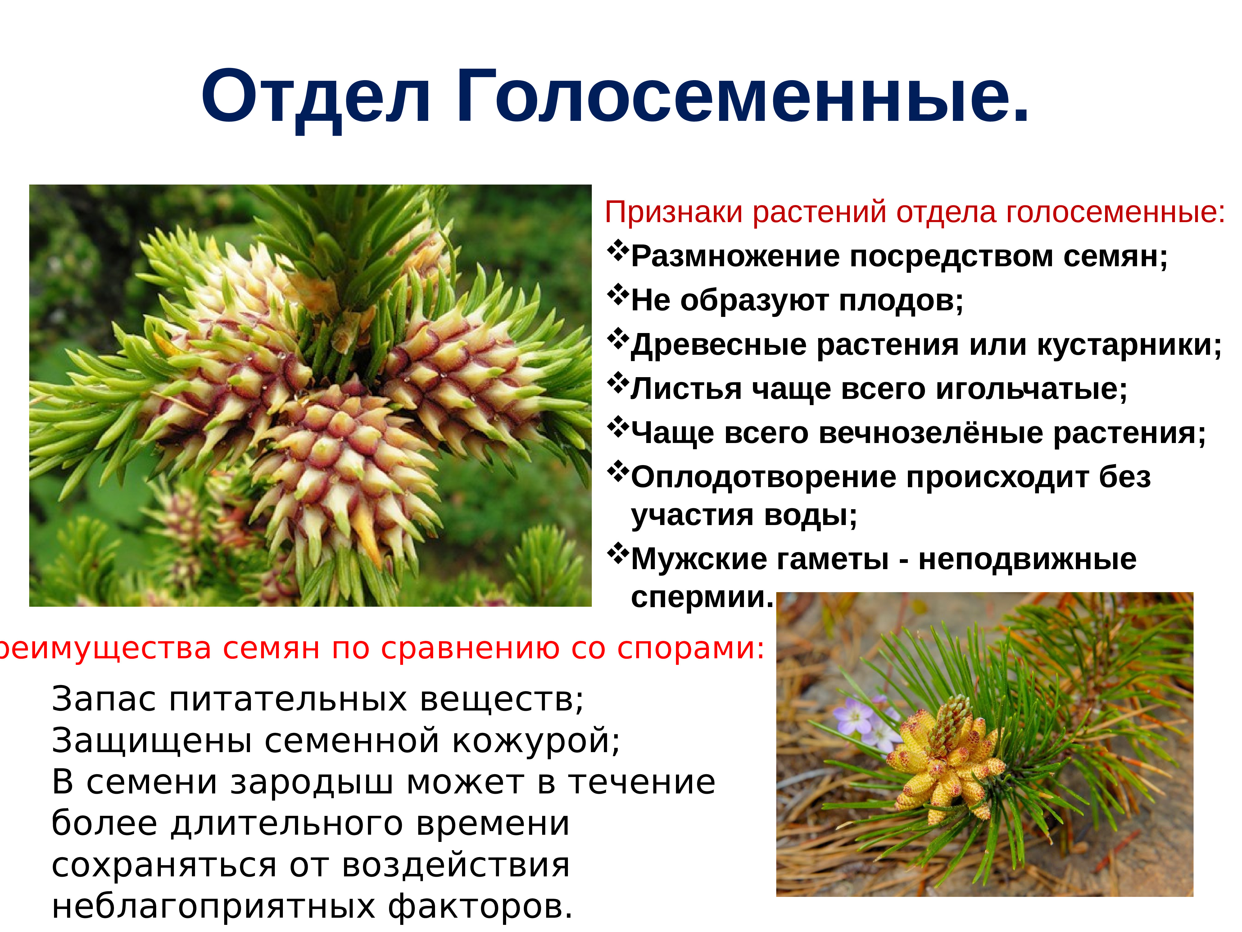 Название голосеменных растений. Голосеменные. Ботаника 6 класс повторение. Шишка голосеменных фото. Голосеменные и Покрытосеменные растения фото.