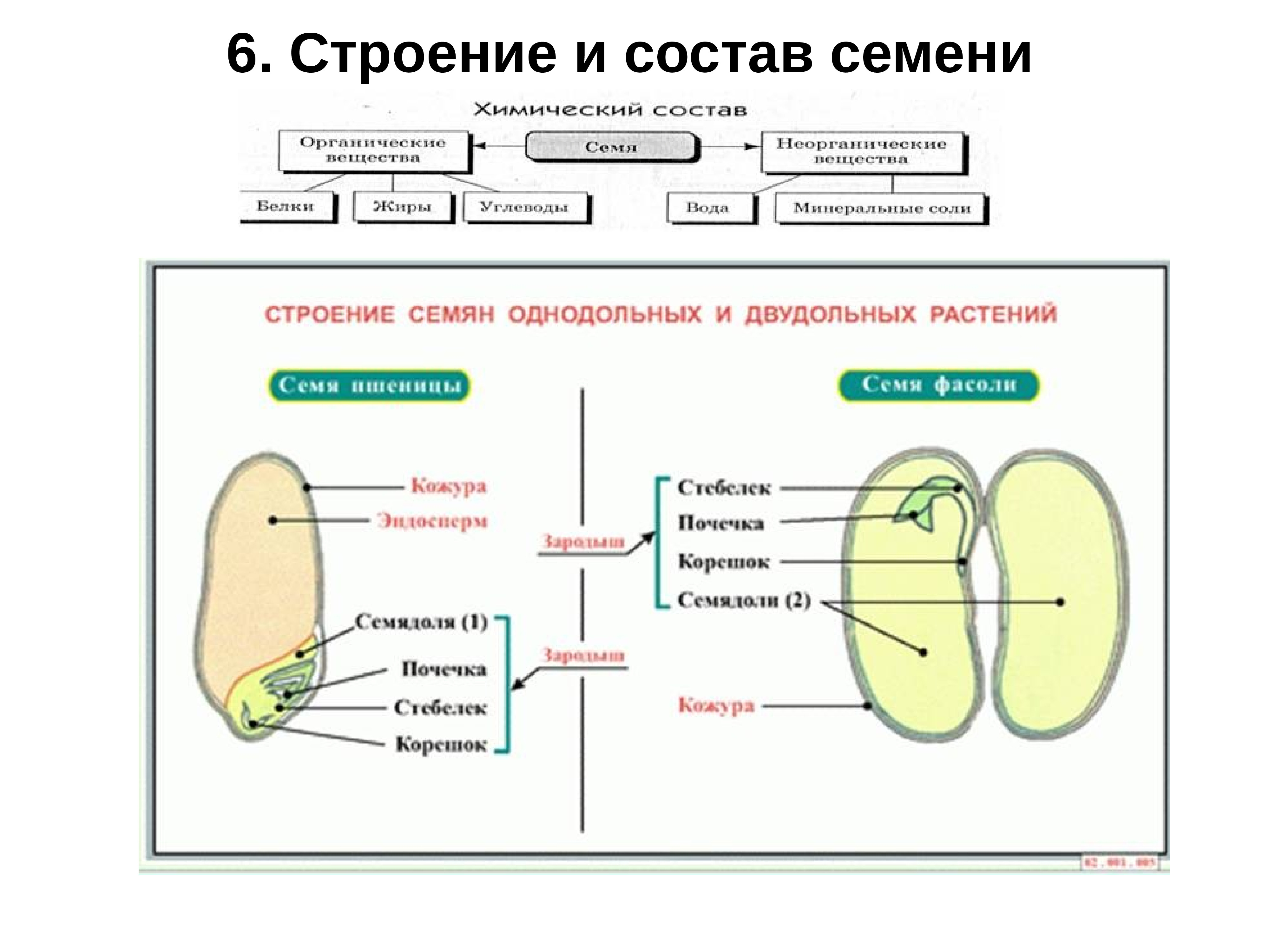 Строение и состав семян презентация 6 класс