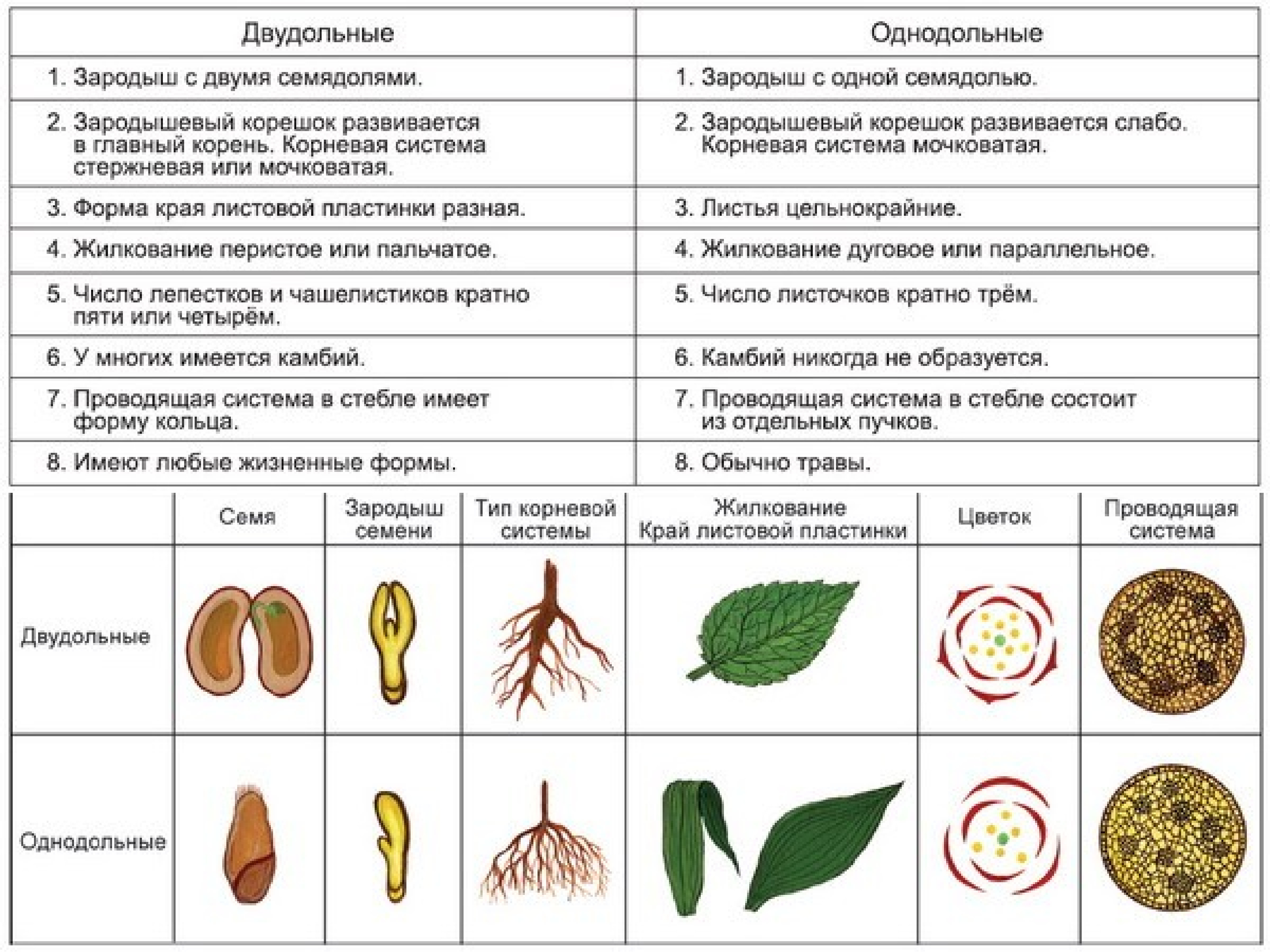 Семейства растений таблица с примерами и рисунками