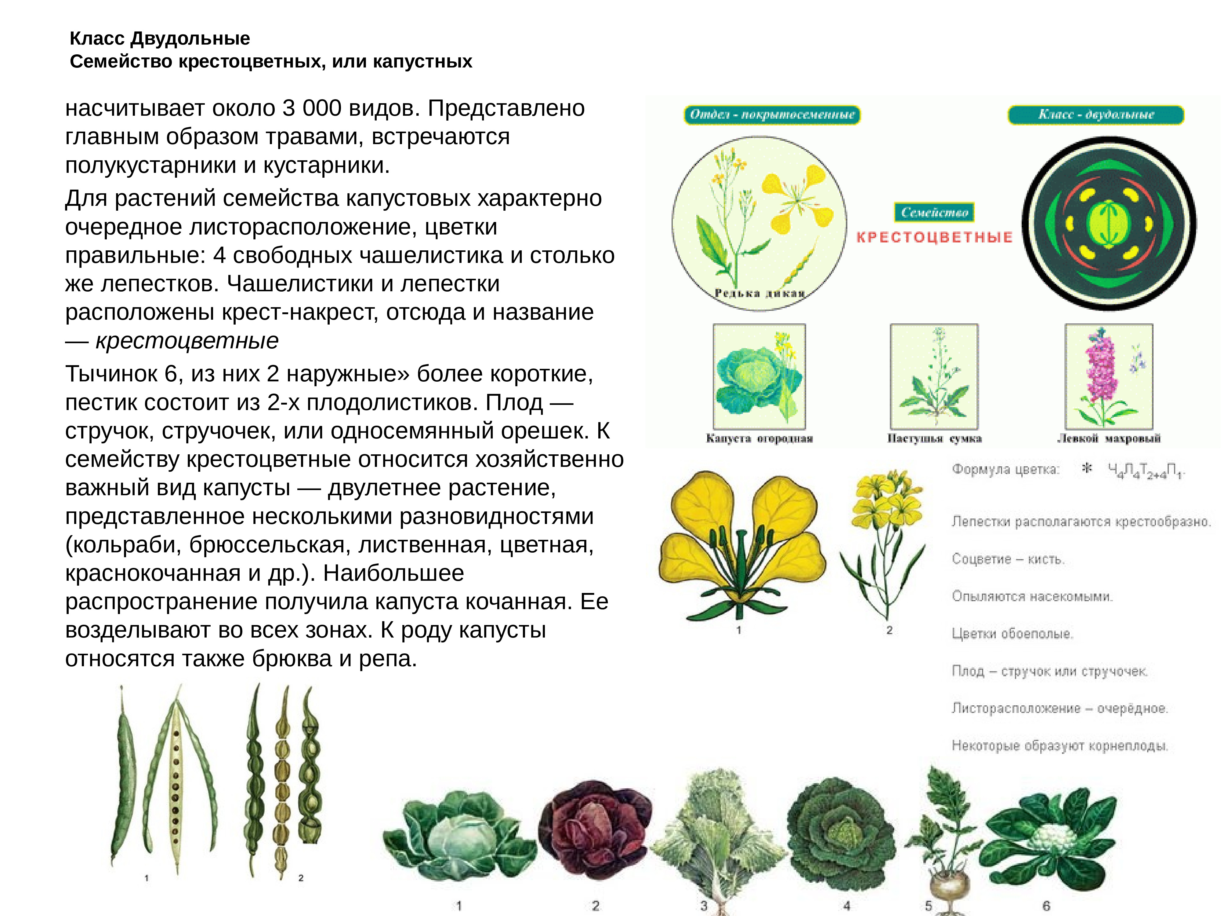 Какие есть ботанические науки