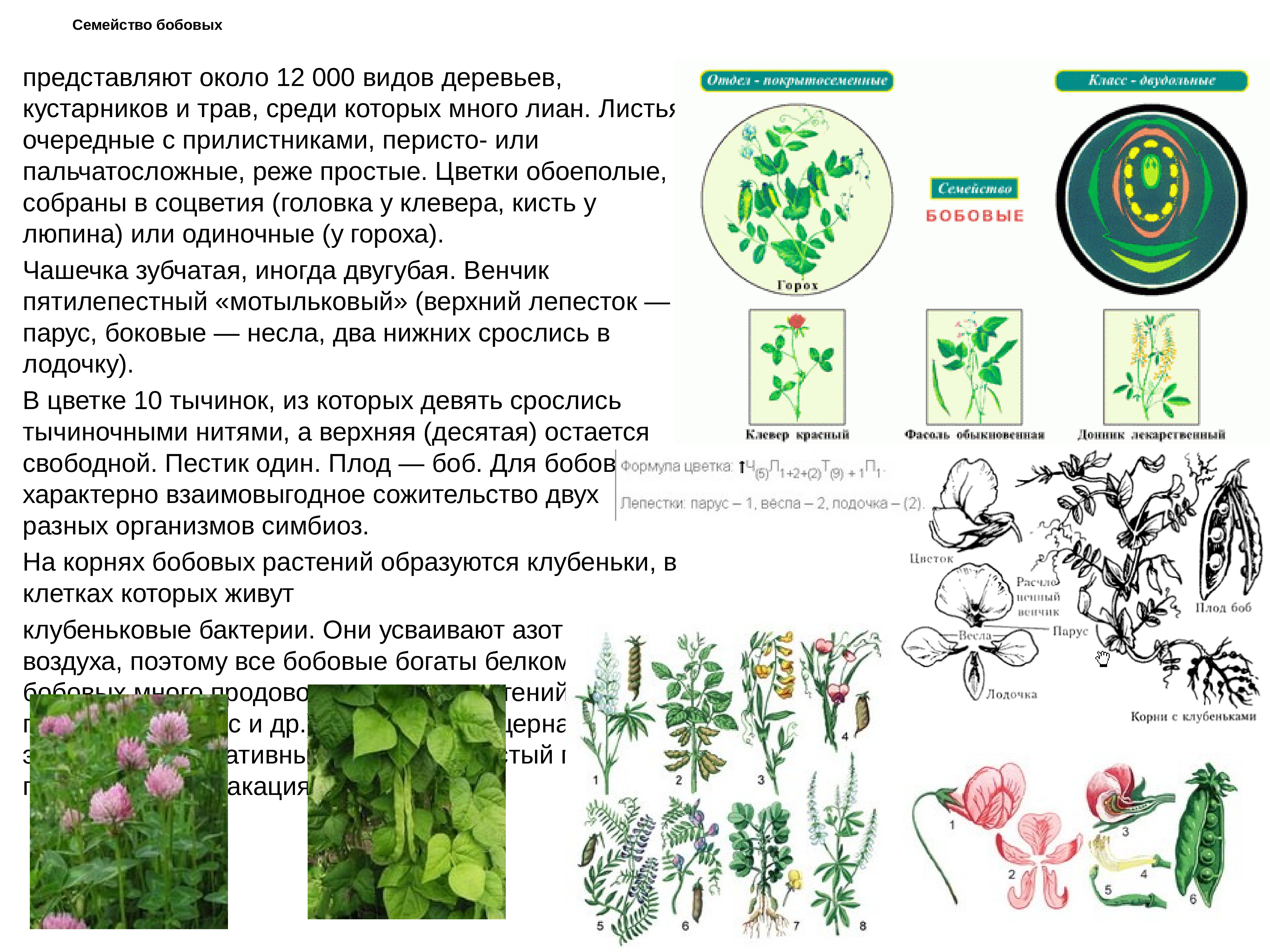 Какие есть ботанические науки