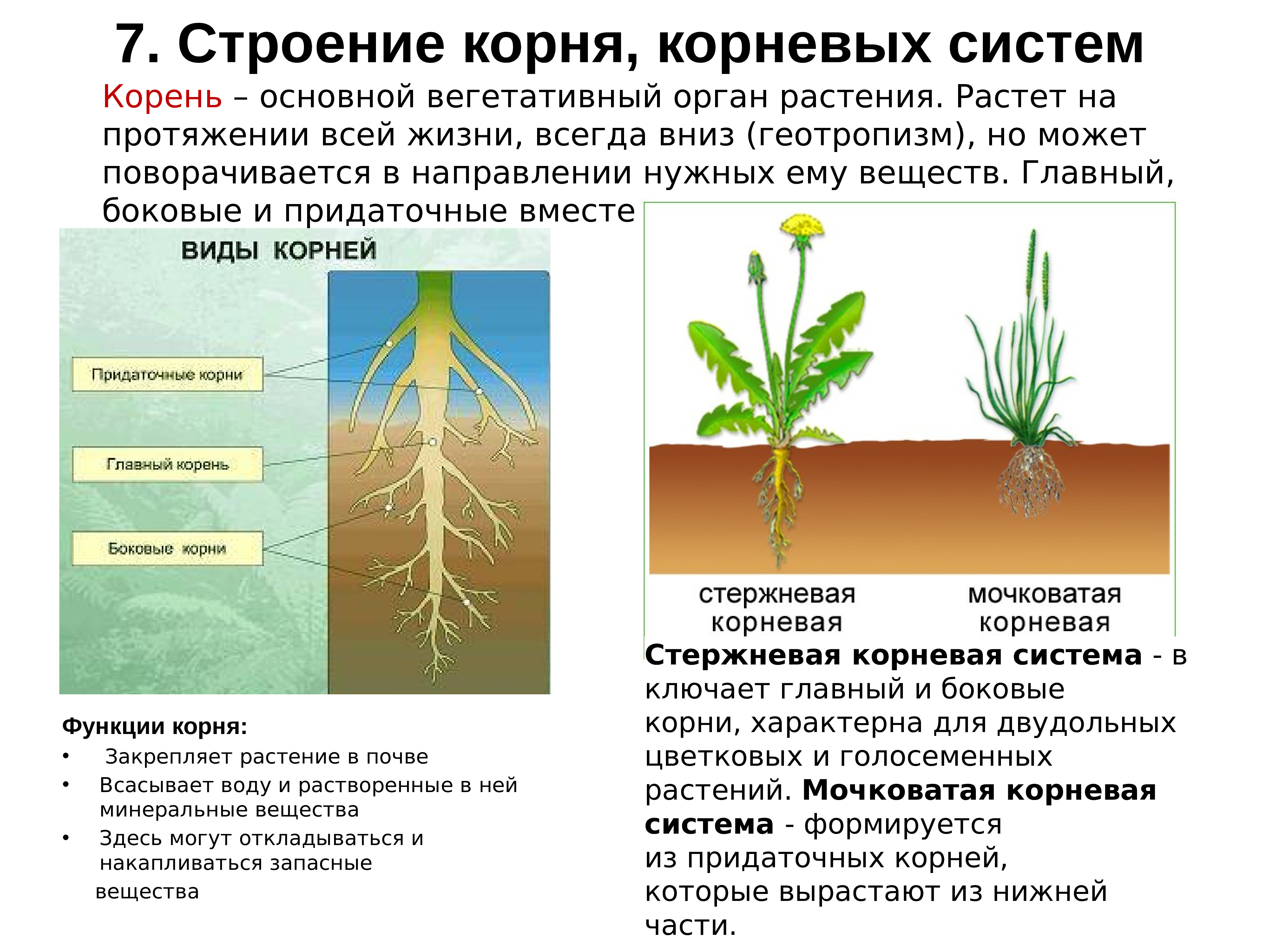 Какие растения появились раньше. Типы корневых систем таблица. Корень и корневая система 6 класс биология. Строение корня голосеменных растений. Корень ботаника строение.