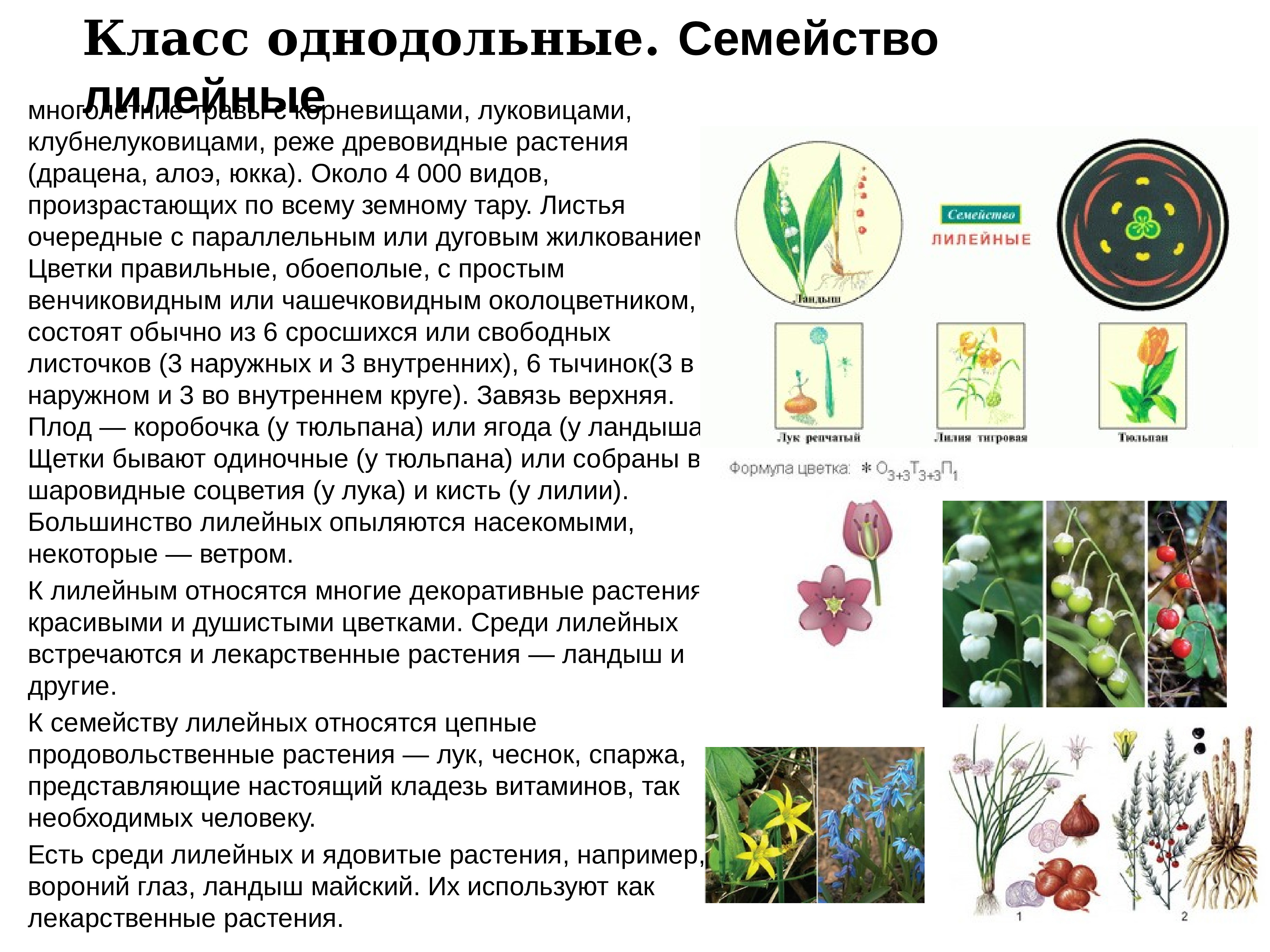 семейство бобовых список растений с фото