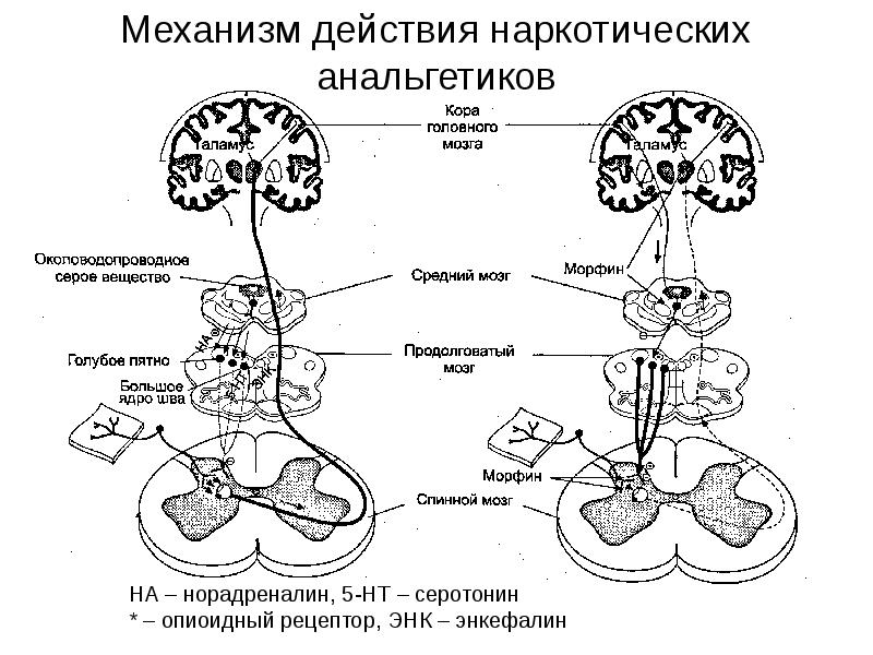 Анальгетические средства фармакология презентация - 80 фото