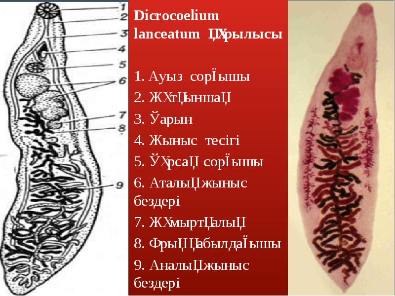 Ланцетовидный сосальщик. Ланцетовидный сосальщик (Dicrocoelium lanceatum). Двуустка ланцетовидная (Dicrocoelium lanceatum)–.