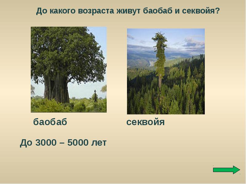 Где растет секвойя на каком материке. Секвойя. Секвойя или баобаб. Продолжительность жизни деревьев баобаб. Секвойя 5000 лет.