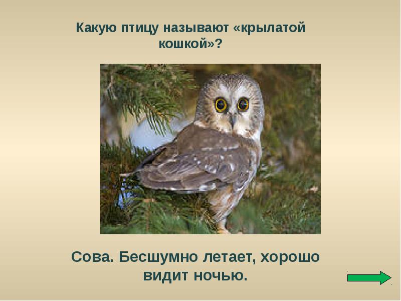 Ночной полет сов так тих и беззвучен. Почему Совы летают бесшумно. Какую птицу называют пернатой кошкой. Какие птицы летают по ночам. Какая птица летает бесшумно.