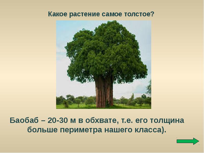 Какое самое толстое. Растения долгожители презентация. Сообщение о растении баобаб. Доклад о деревьях долгожителях. Презентация про деревья долгожители.