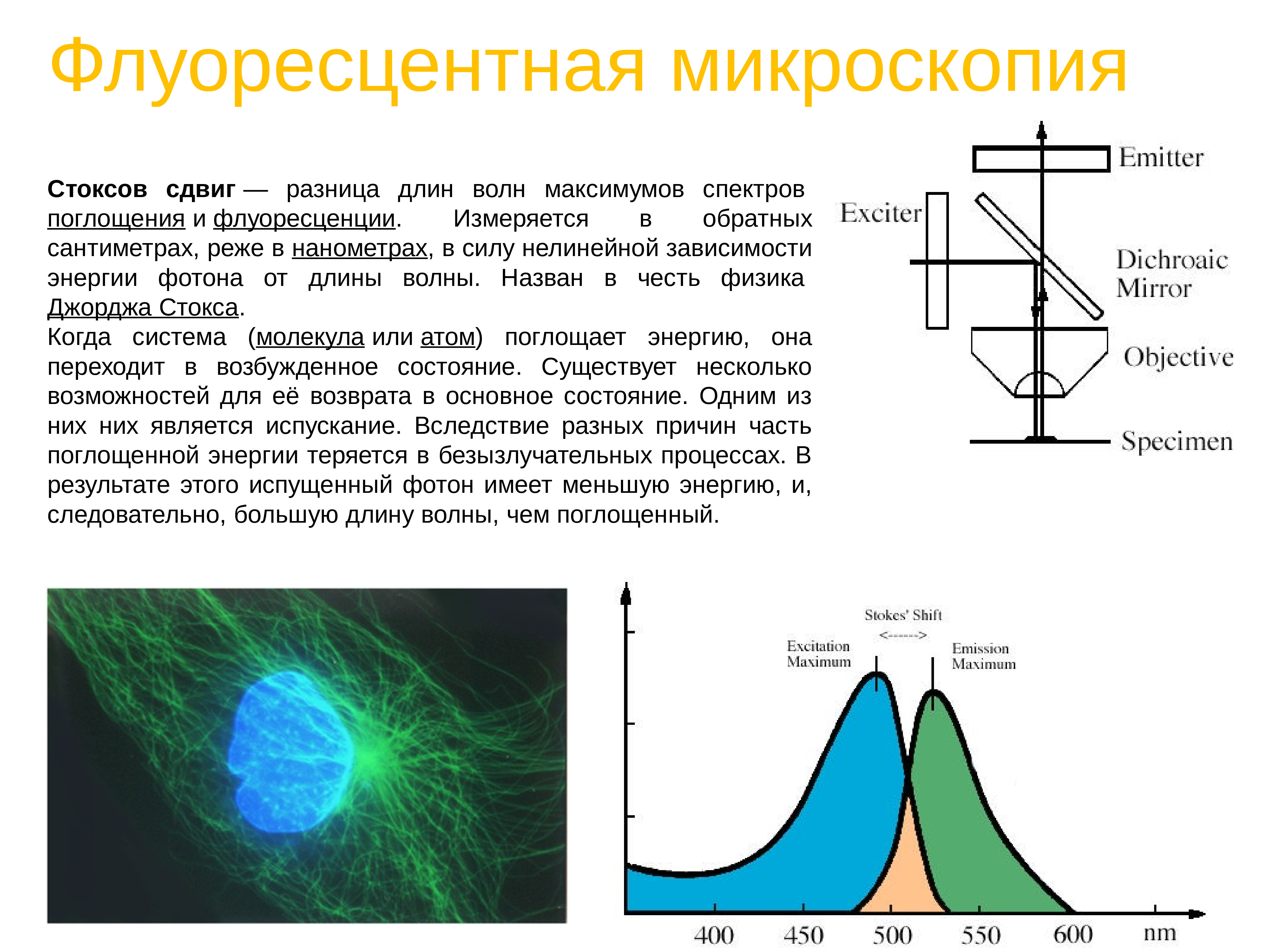 Флуоресцентная микроскопия метод