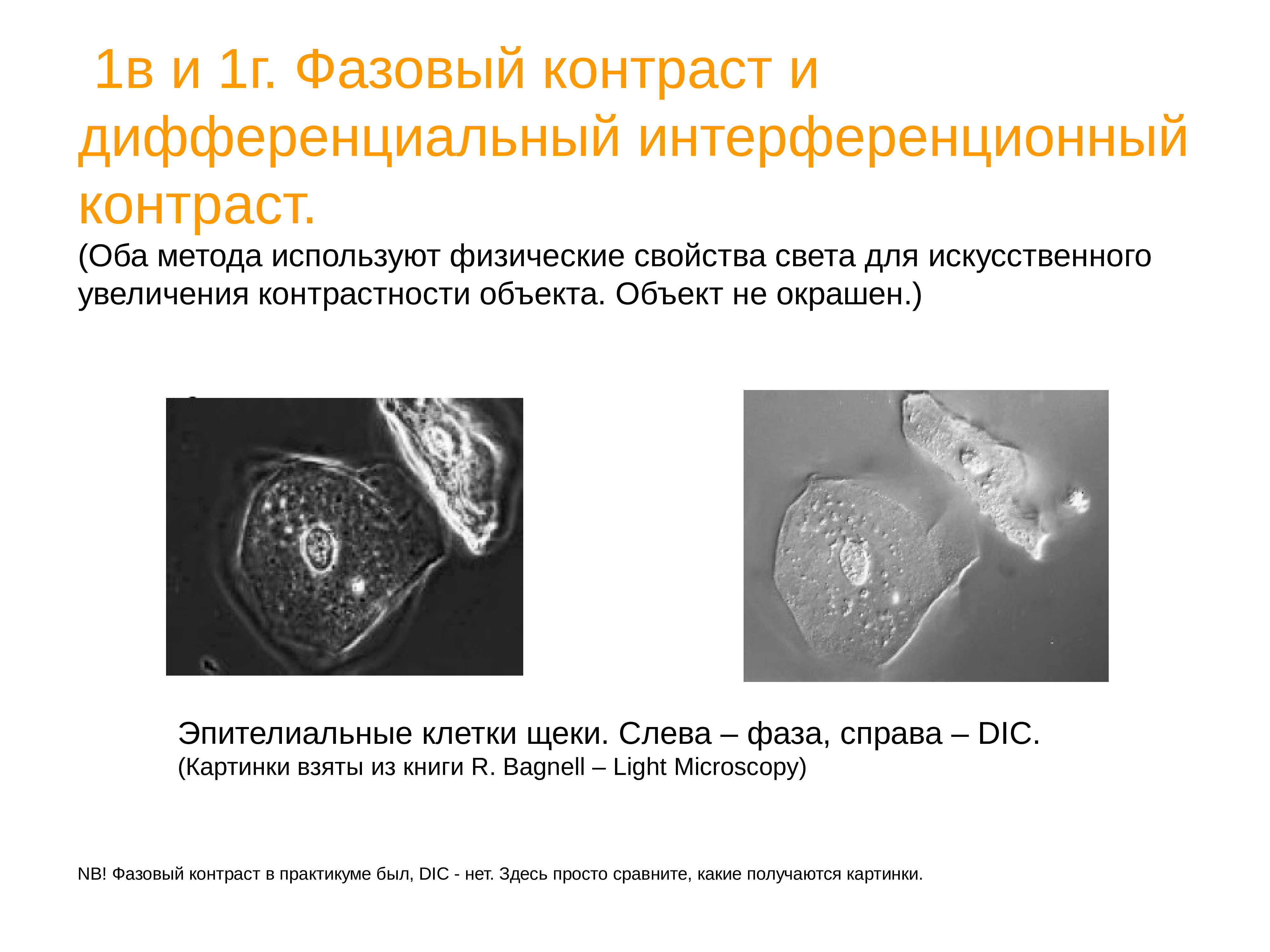 Оба способа. Дифференциально-интерференционная микроскопия. Интерференционная микроскопия. Дифференциальная интерференционно-контрастная микроскопия. Дифференциальный интерференционный контраст микроскопия.