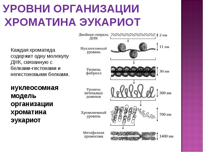 Организация днк. Уровни структурной организации хроматина хромосом. Уровни структурной организации хроматина. Уровни организации хроматина у эукариот. Уровни организации интерфазного хроматина.